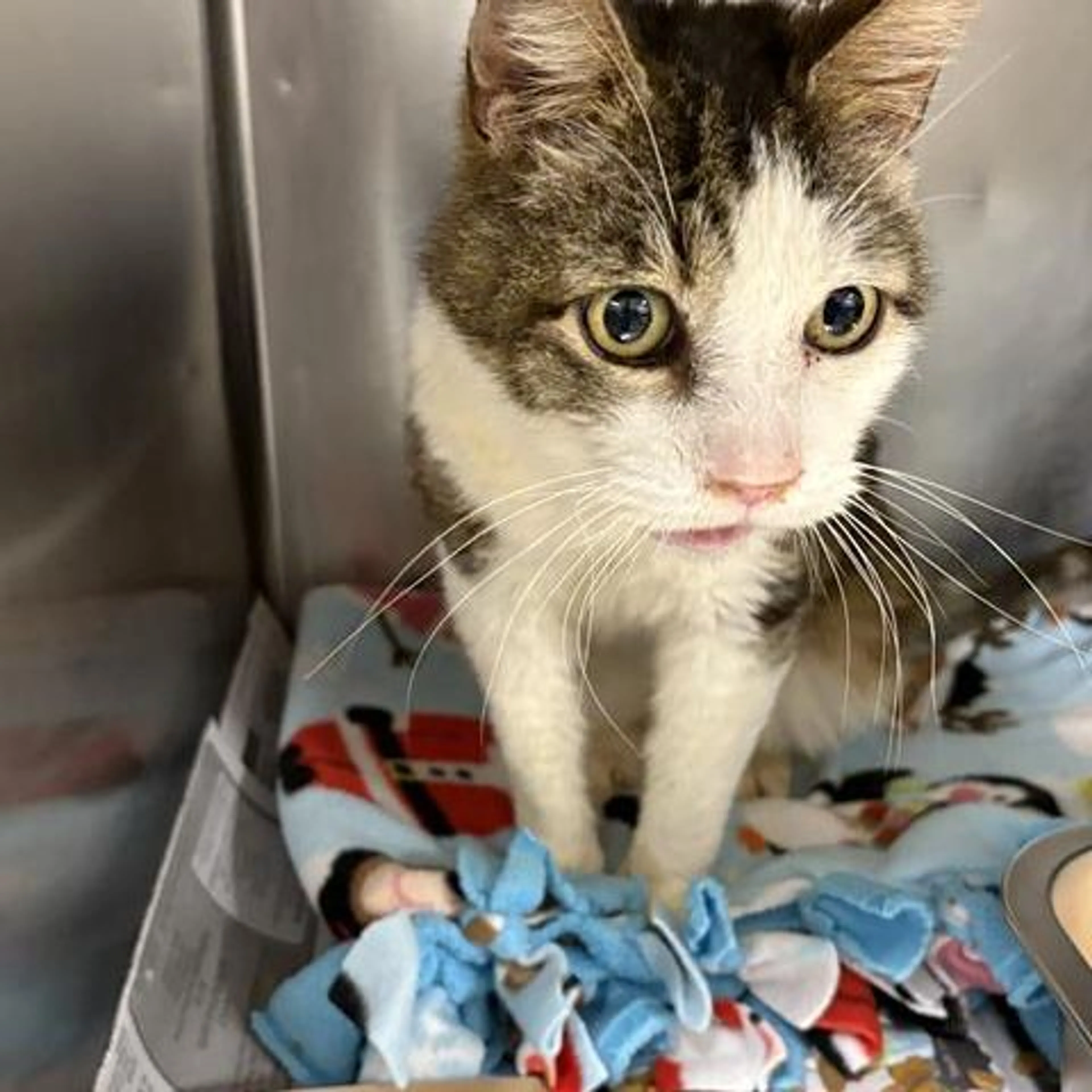 Found pet