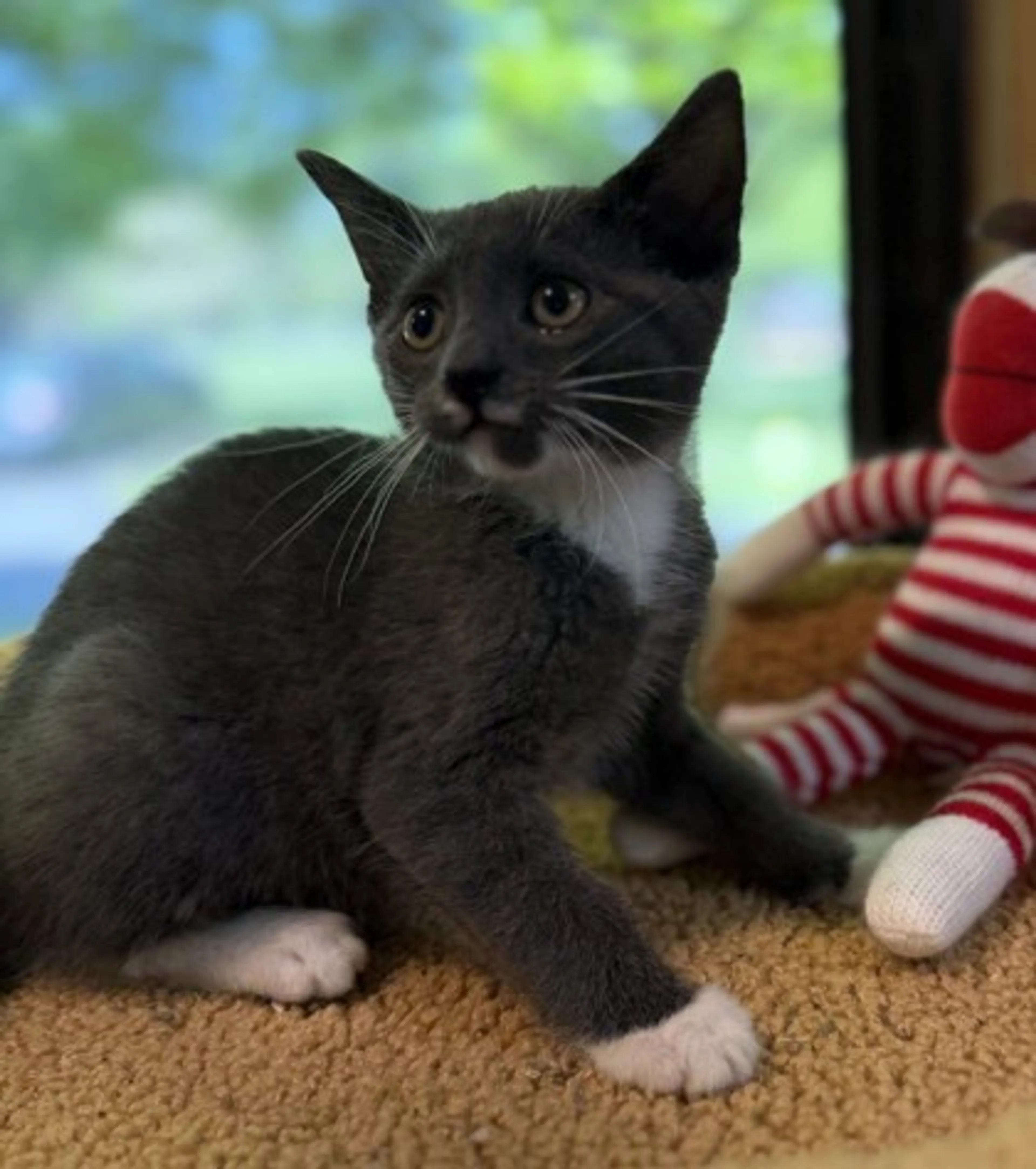 Found pet-1