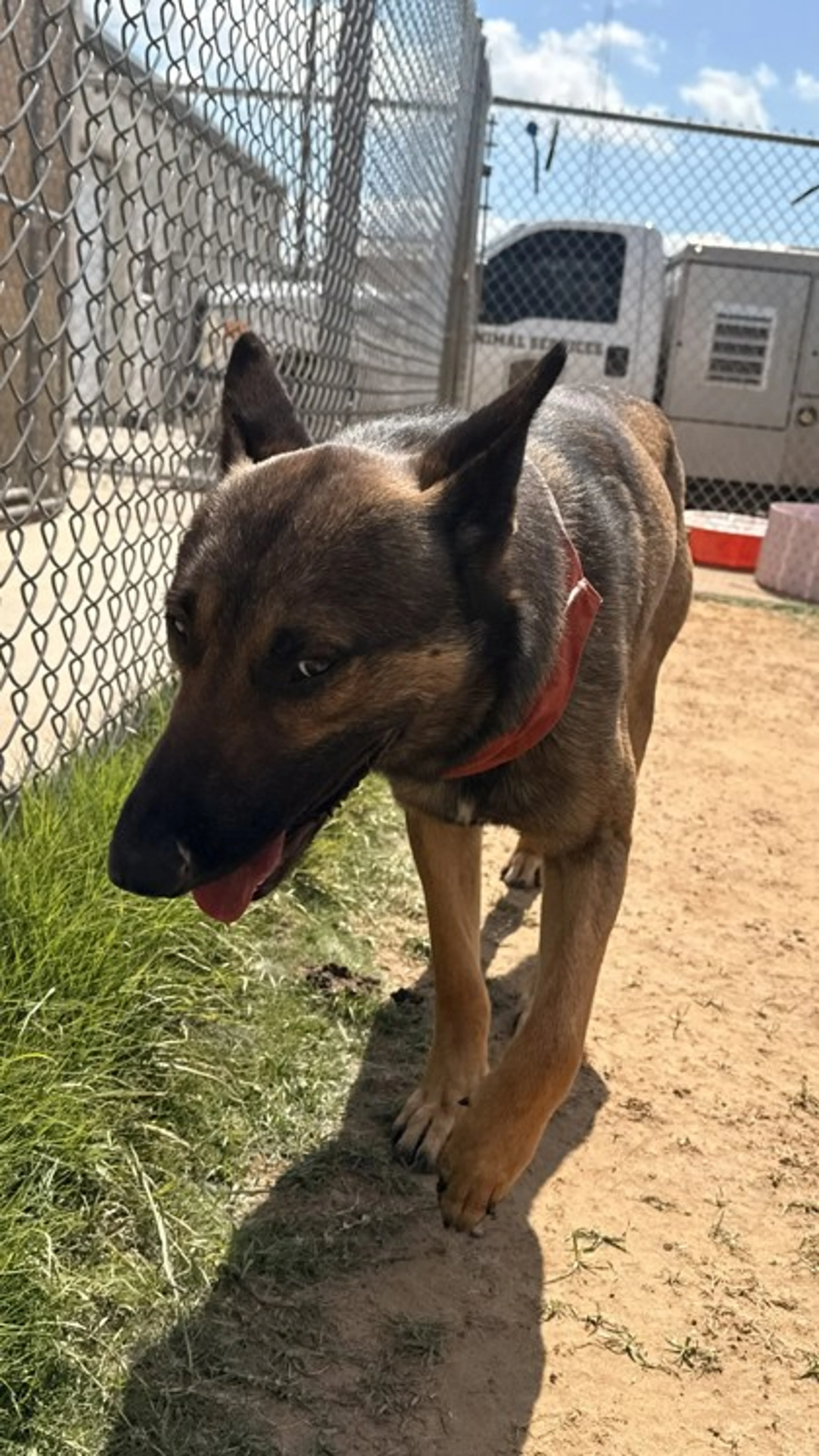 Found pet-1