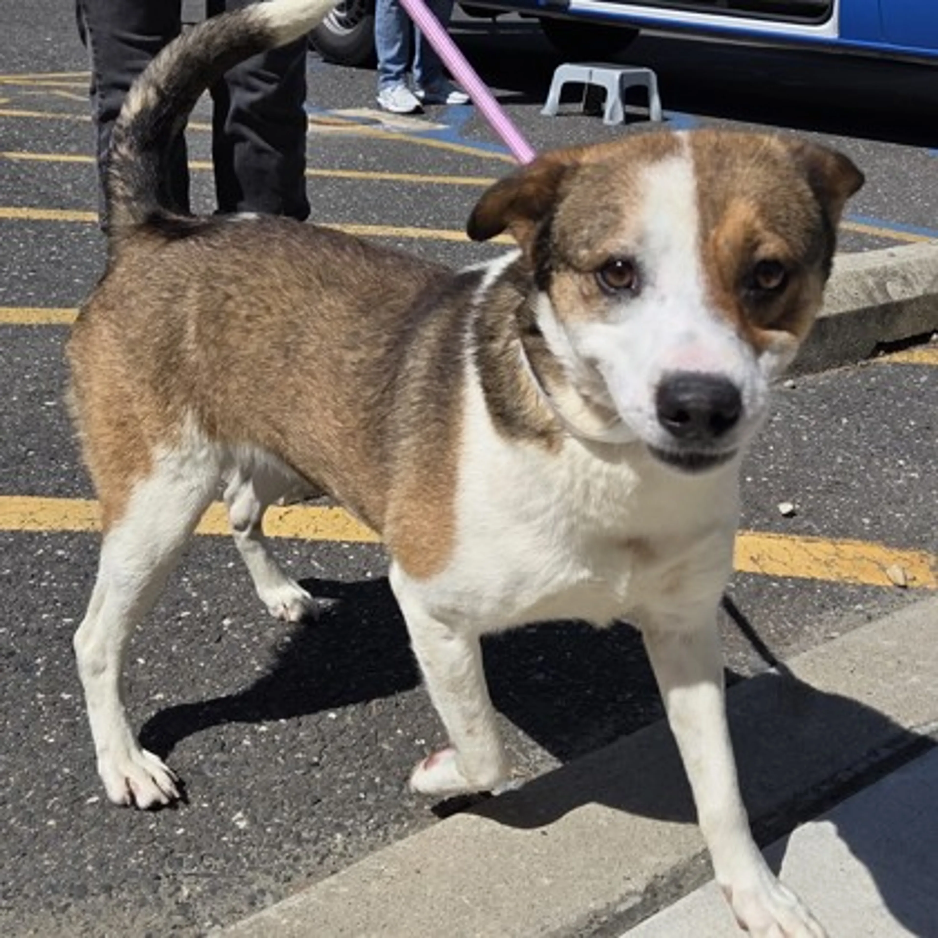 Found pet-1