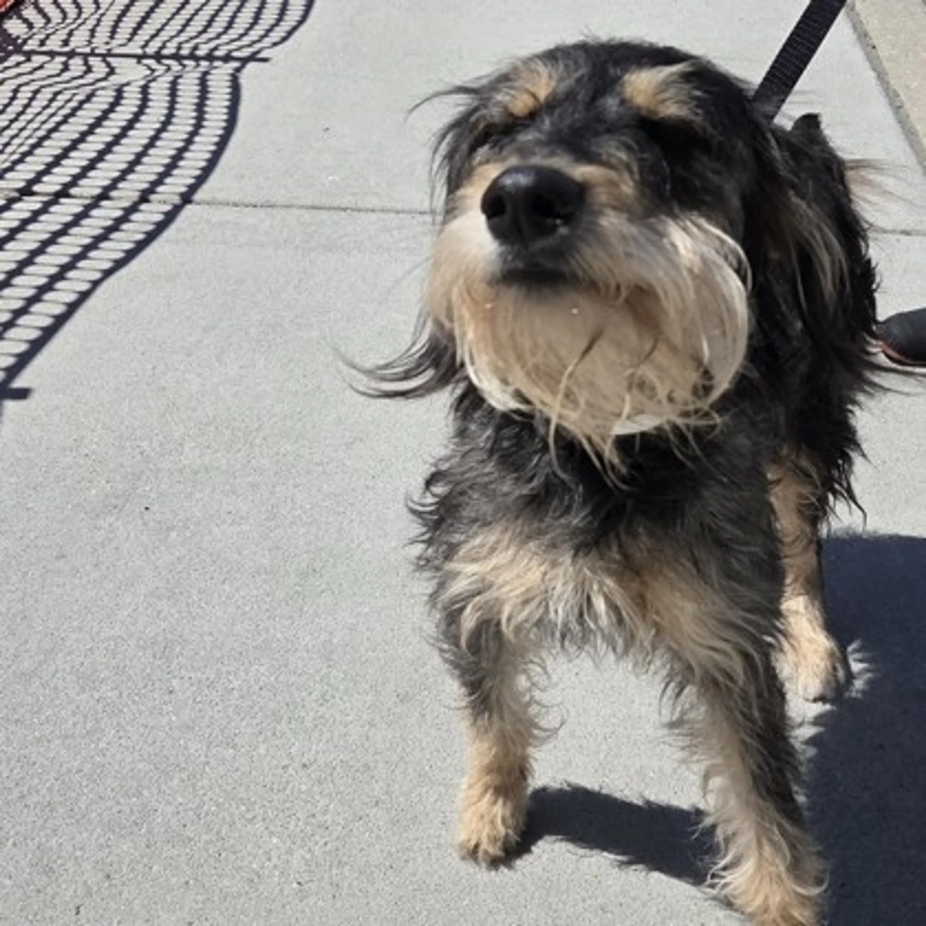 Found pet-2