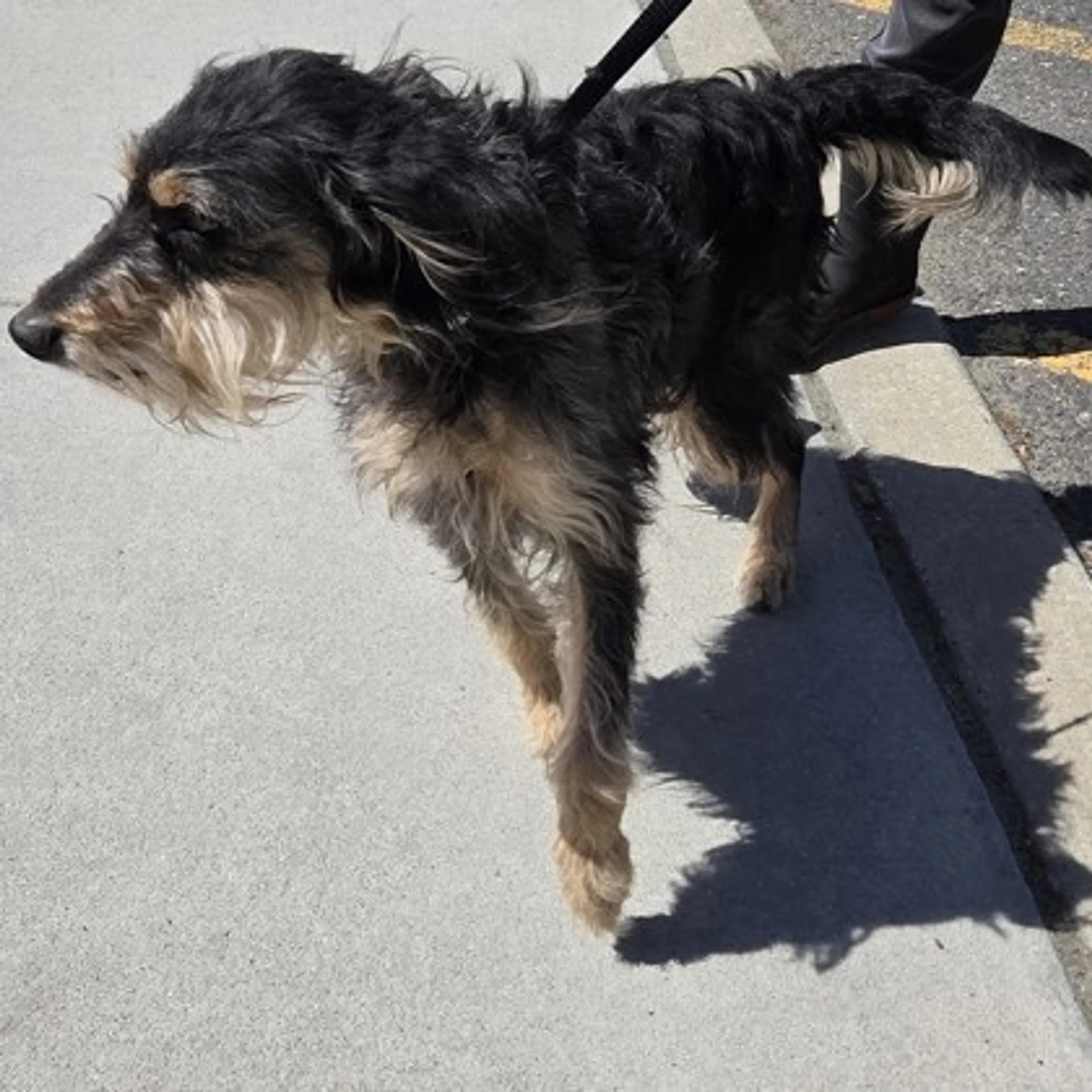 Found pet-1