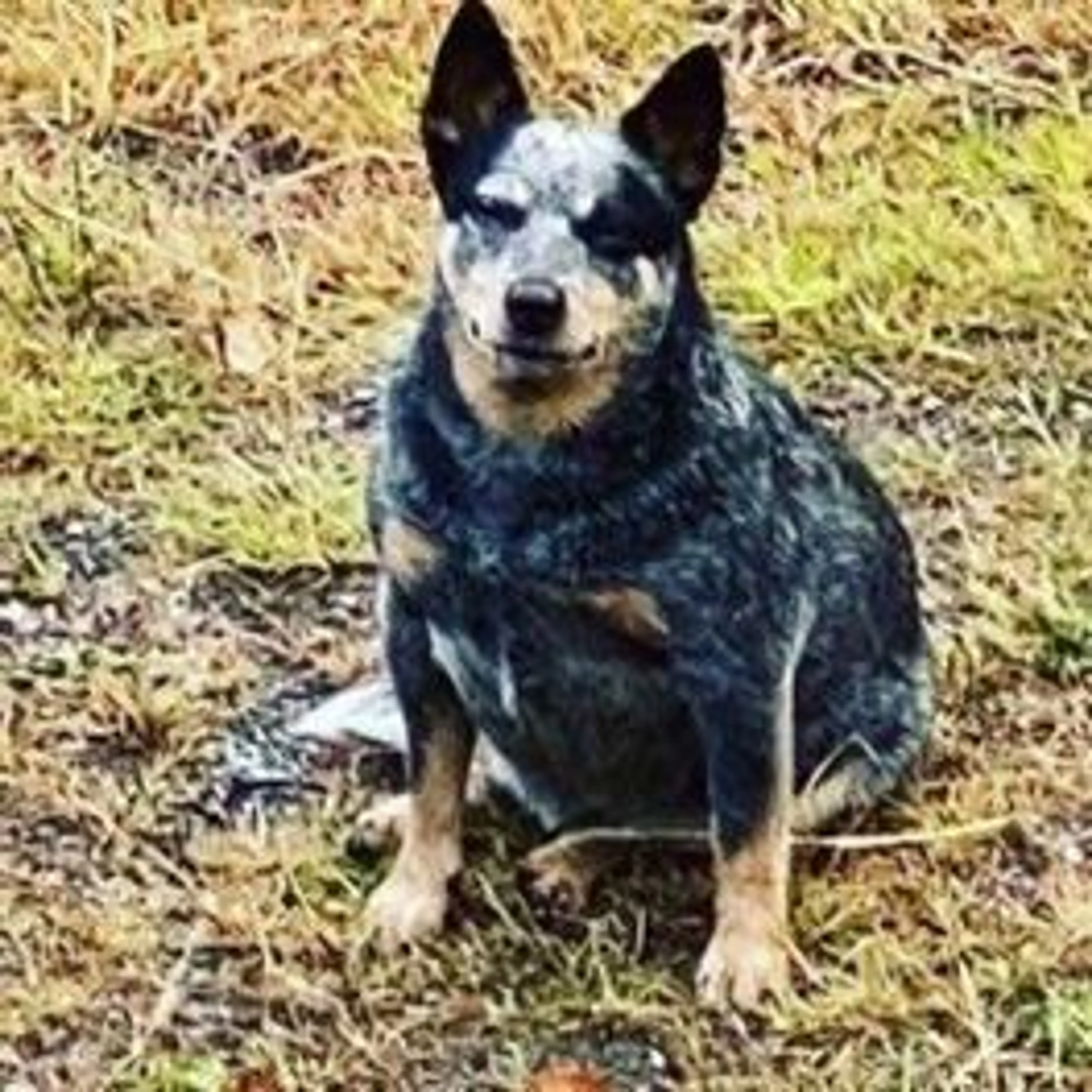 Lost pet