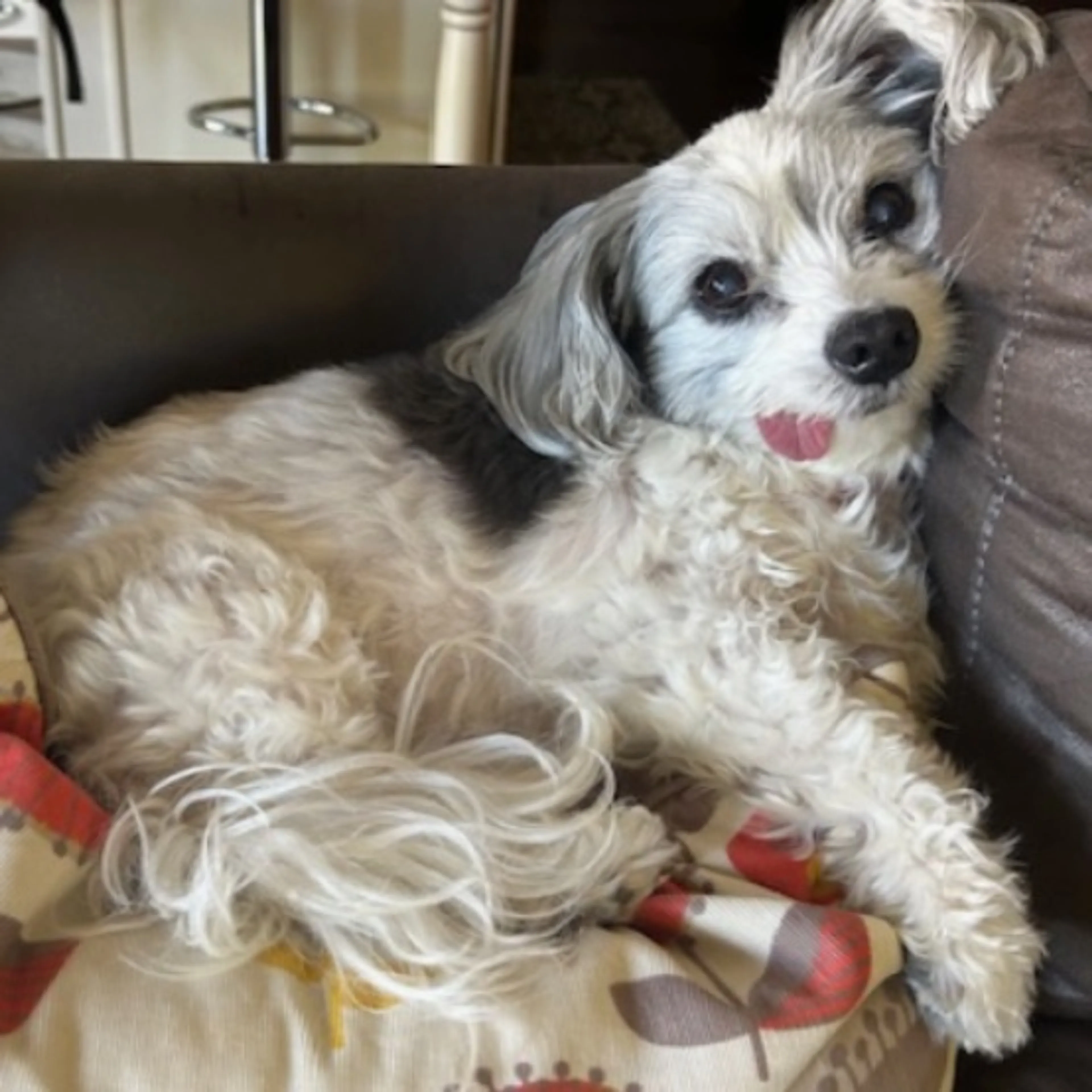 Lost pet