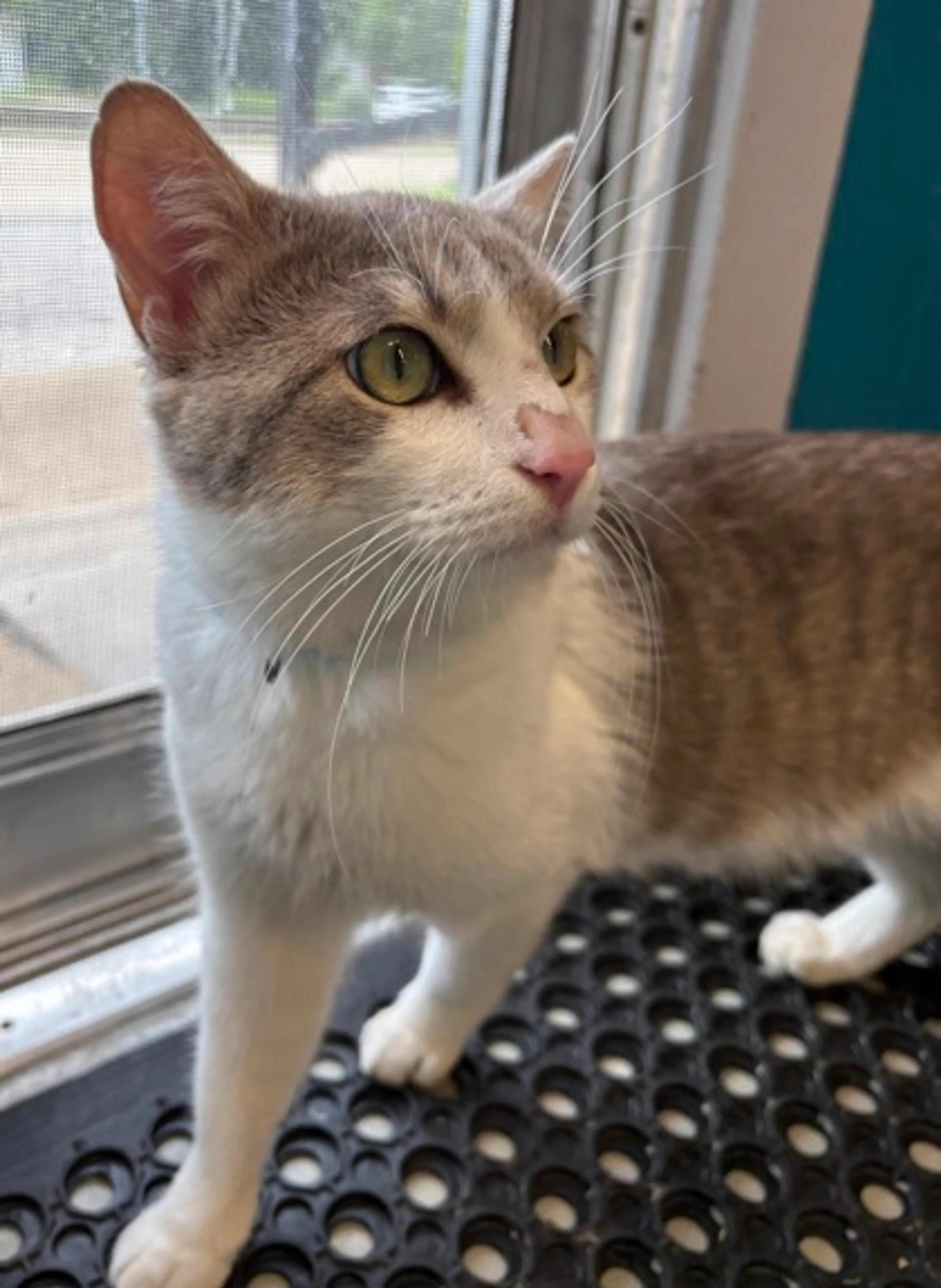 Found pet-2