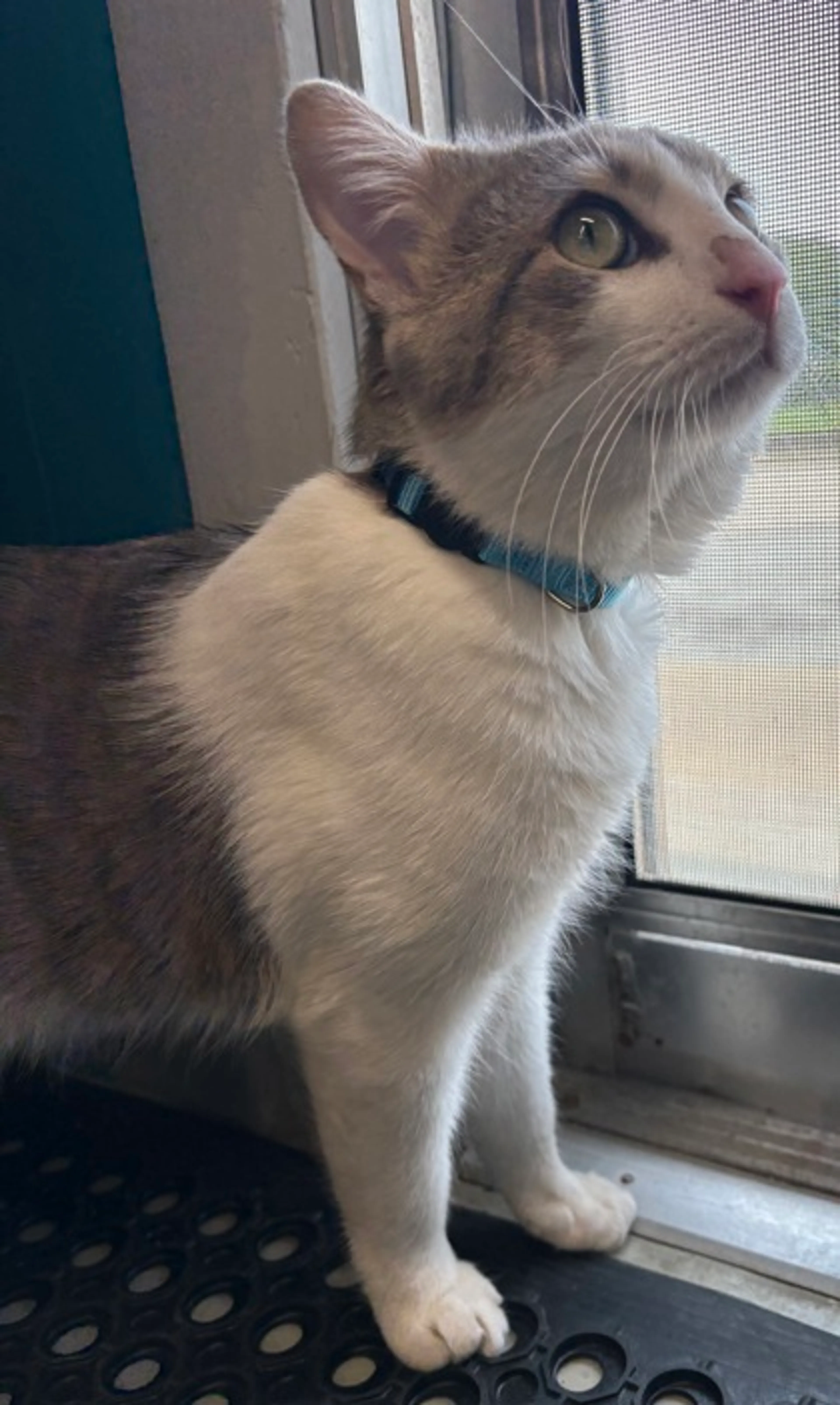 Found pet-1