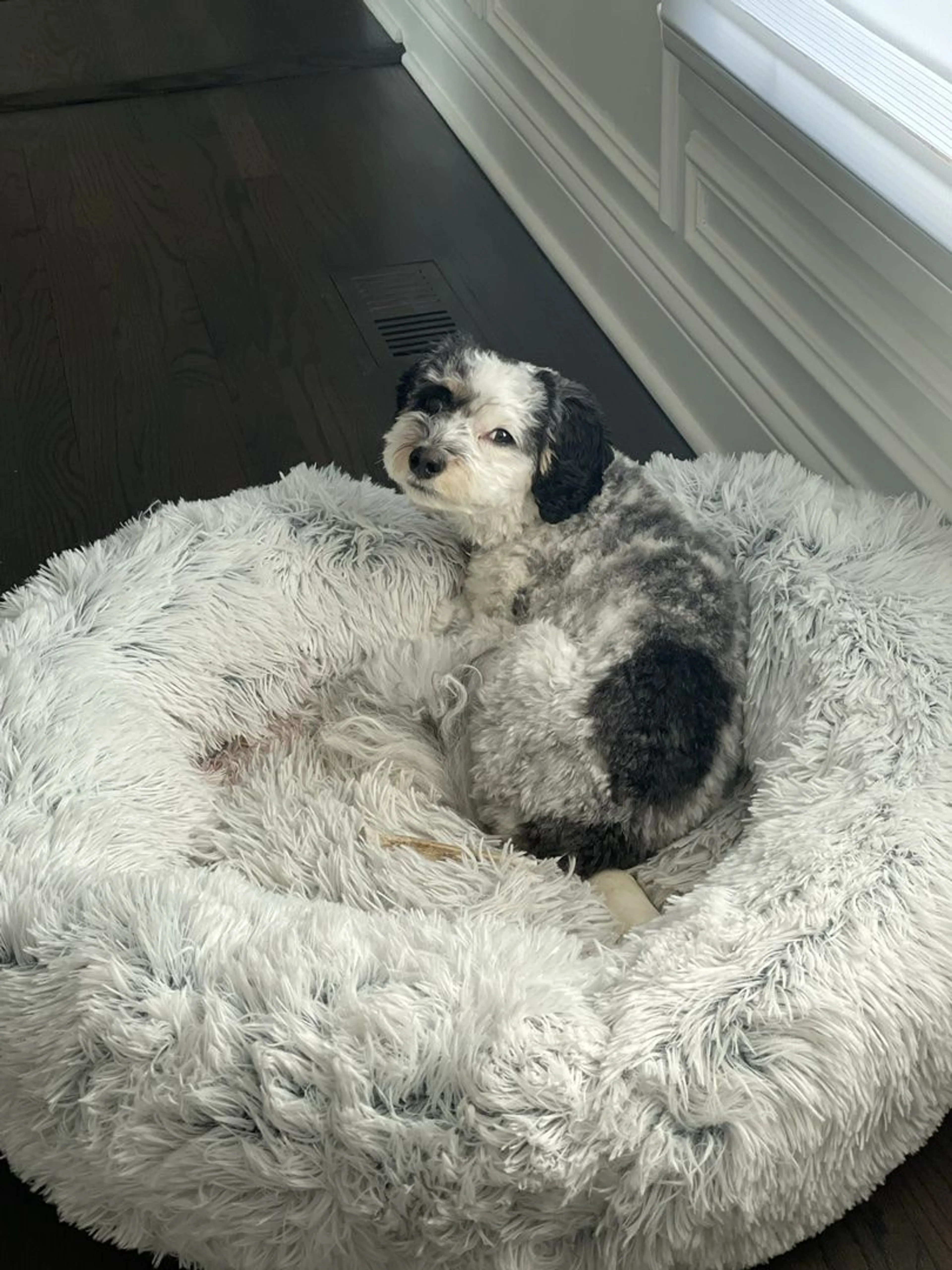Lost pet-2