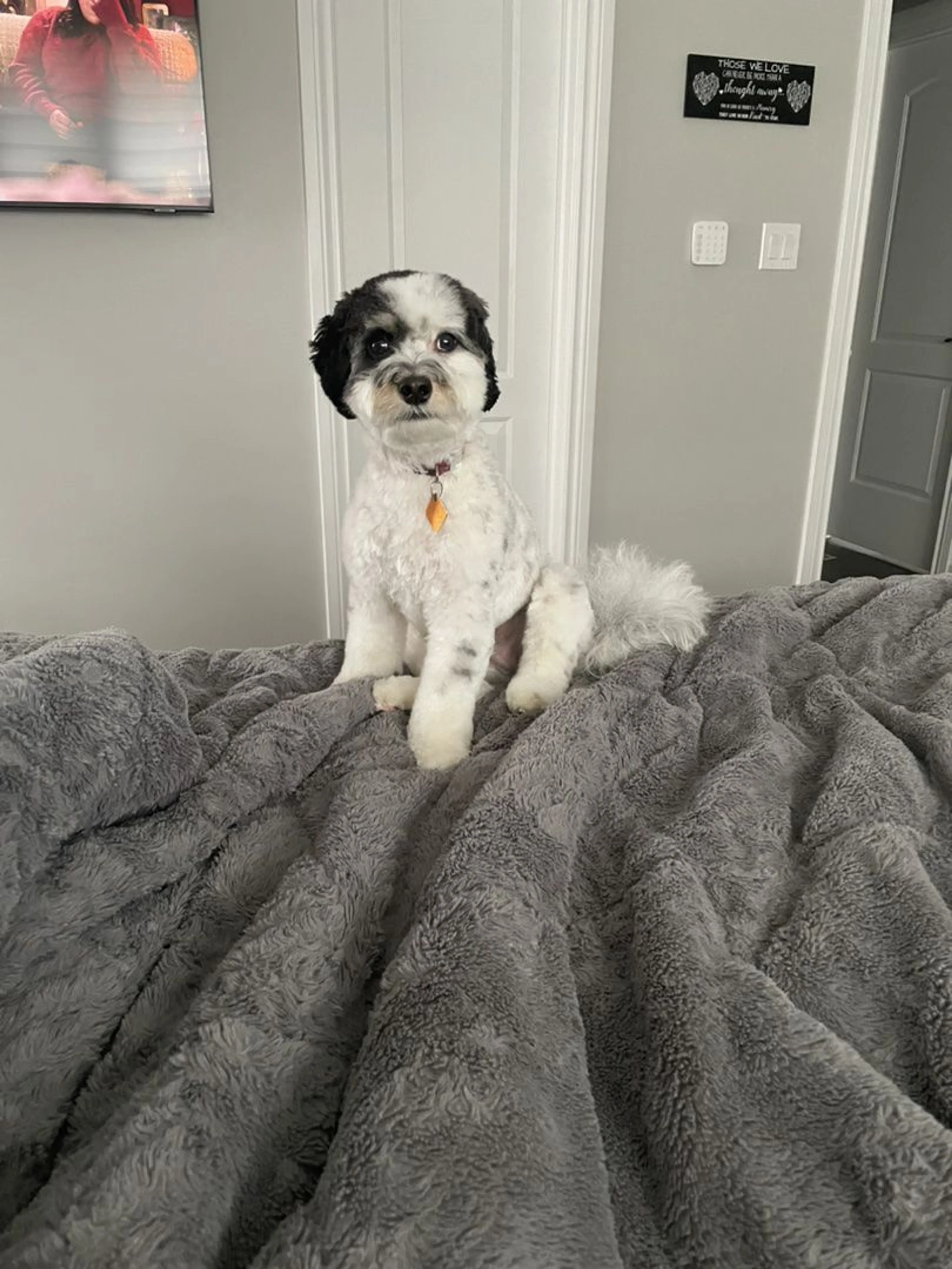 Lost pet-1