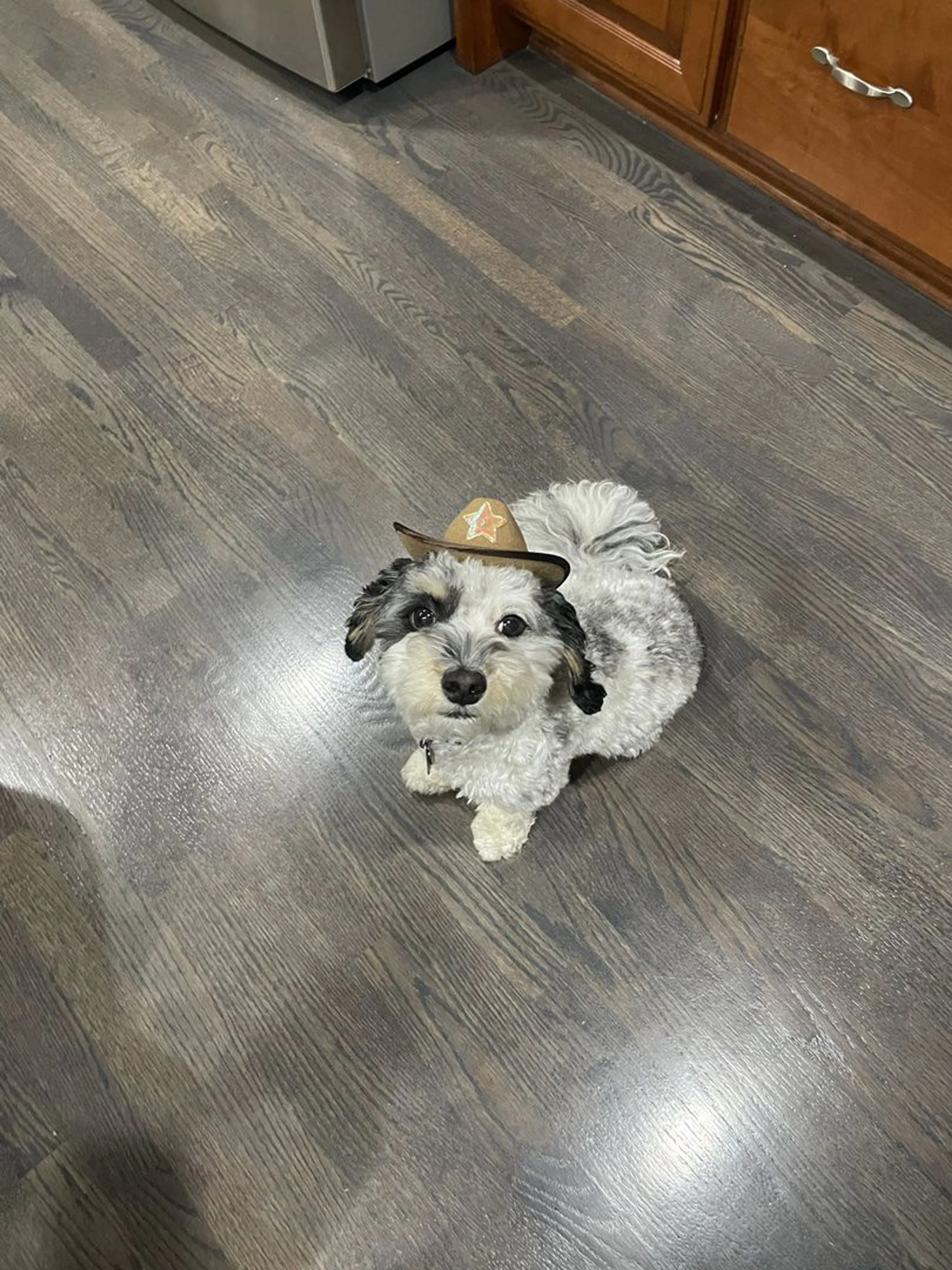 Lost pet-0