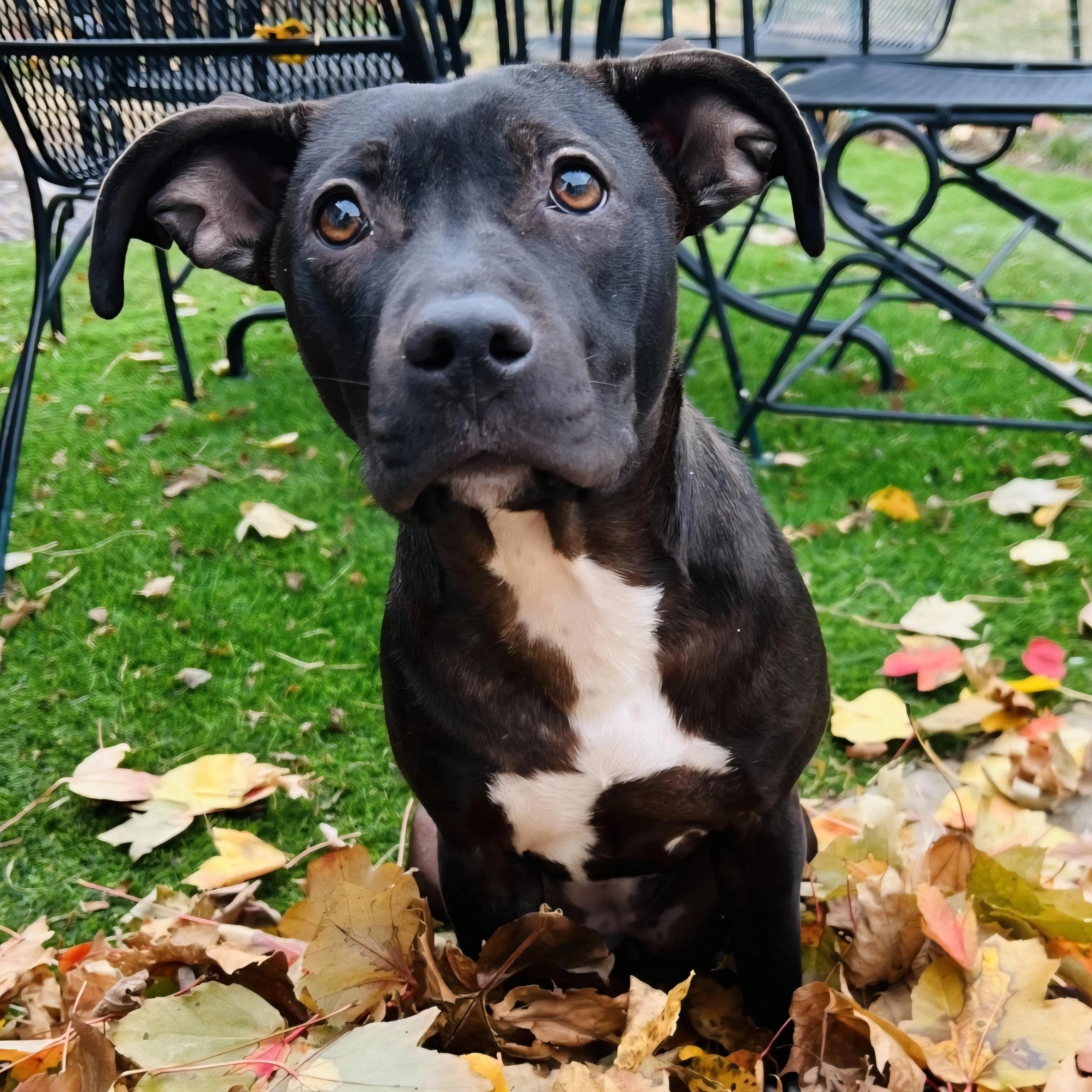 Found pet-1
