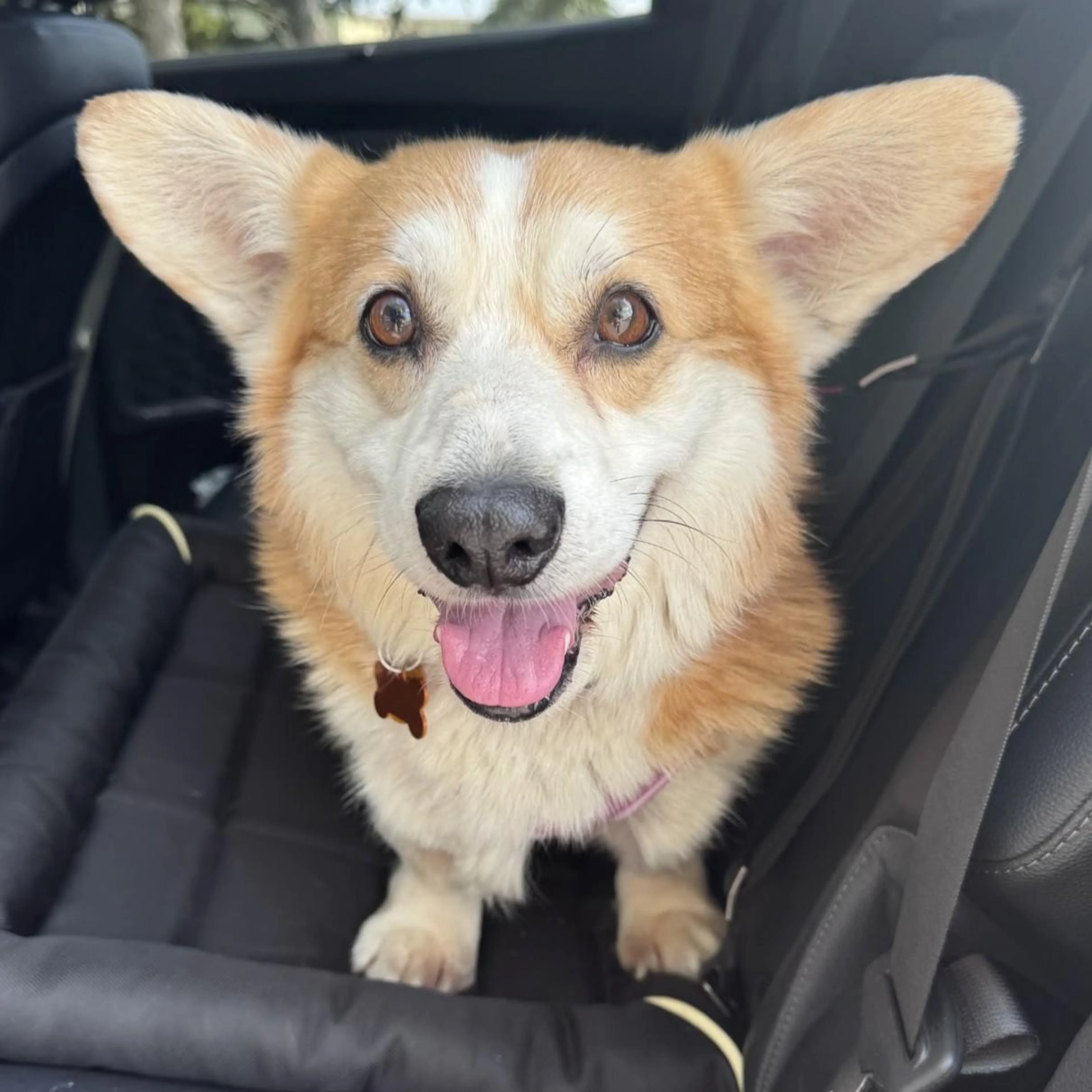 Found pet-1