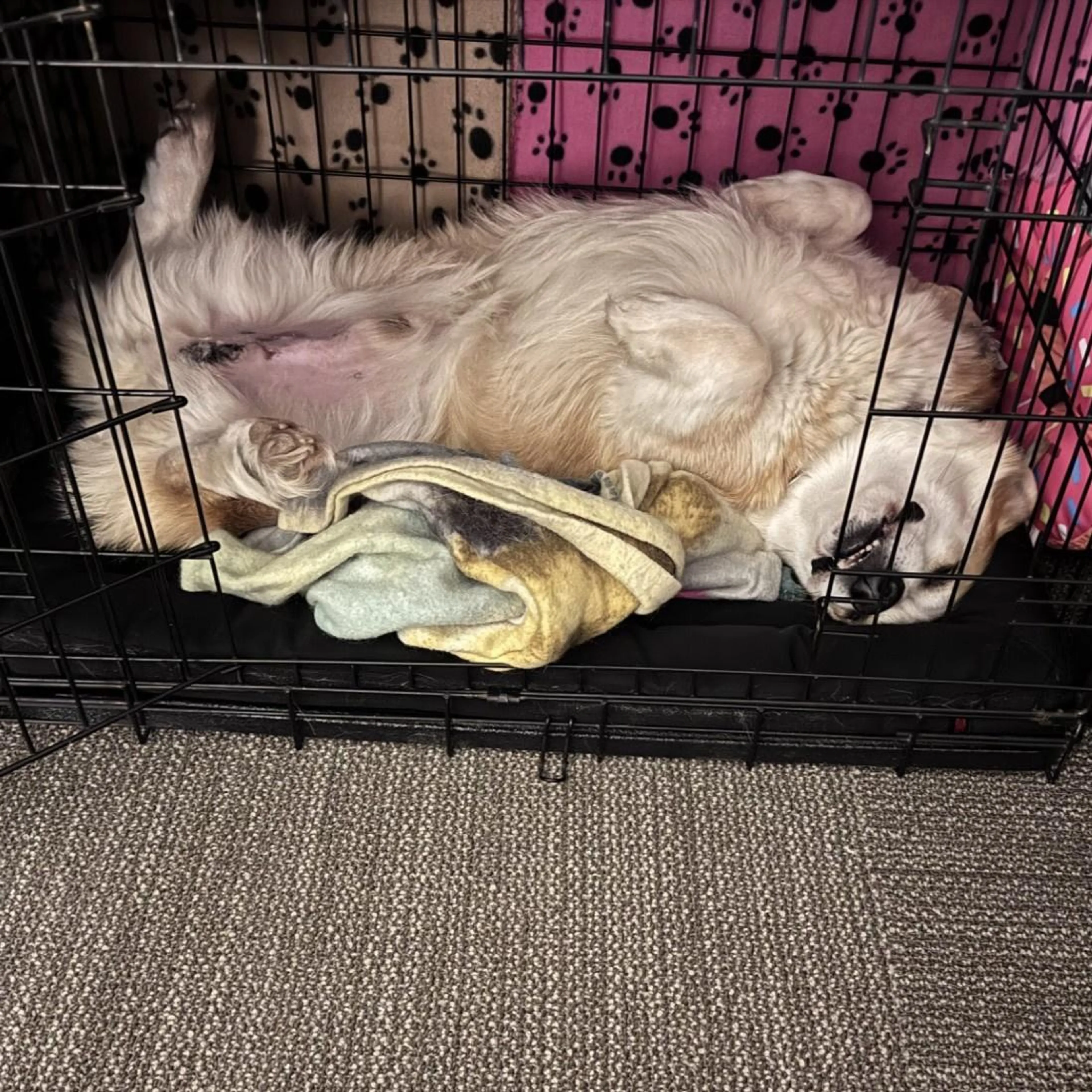 Found pet-3