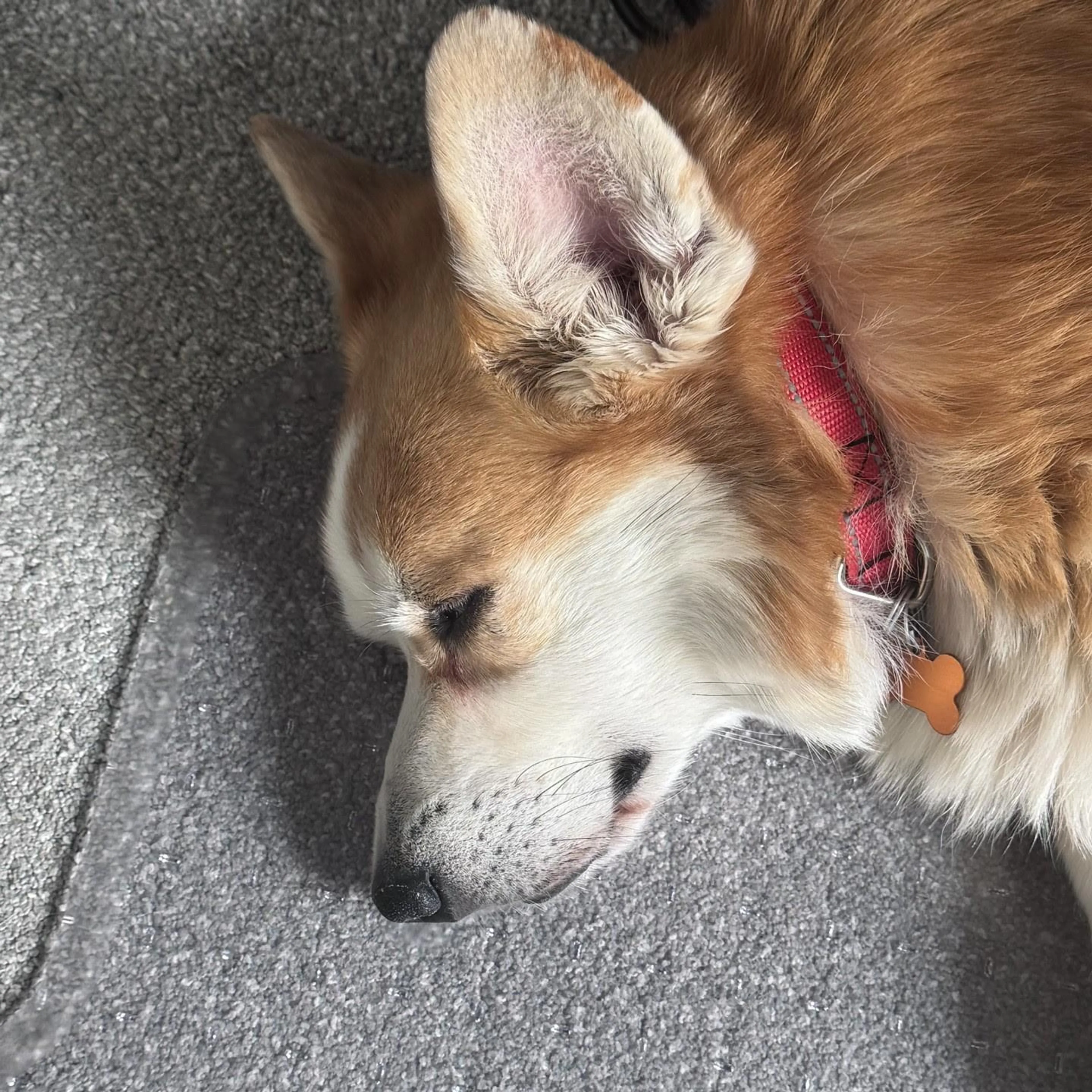 Found pet-4