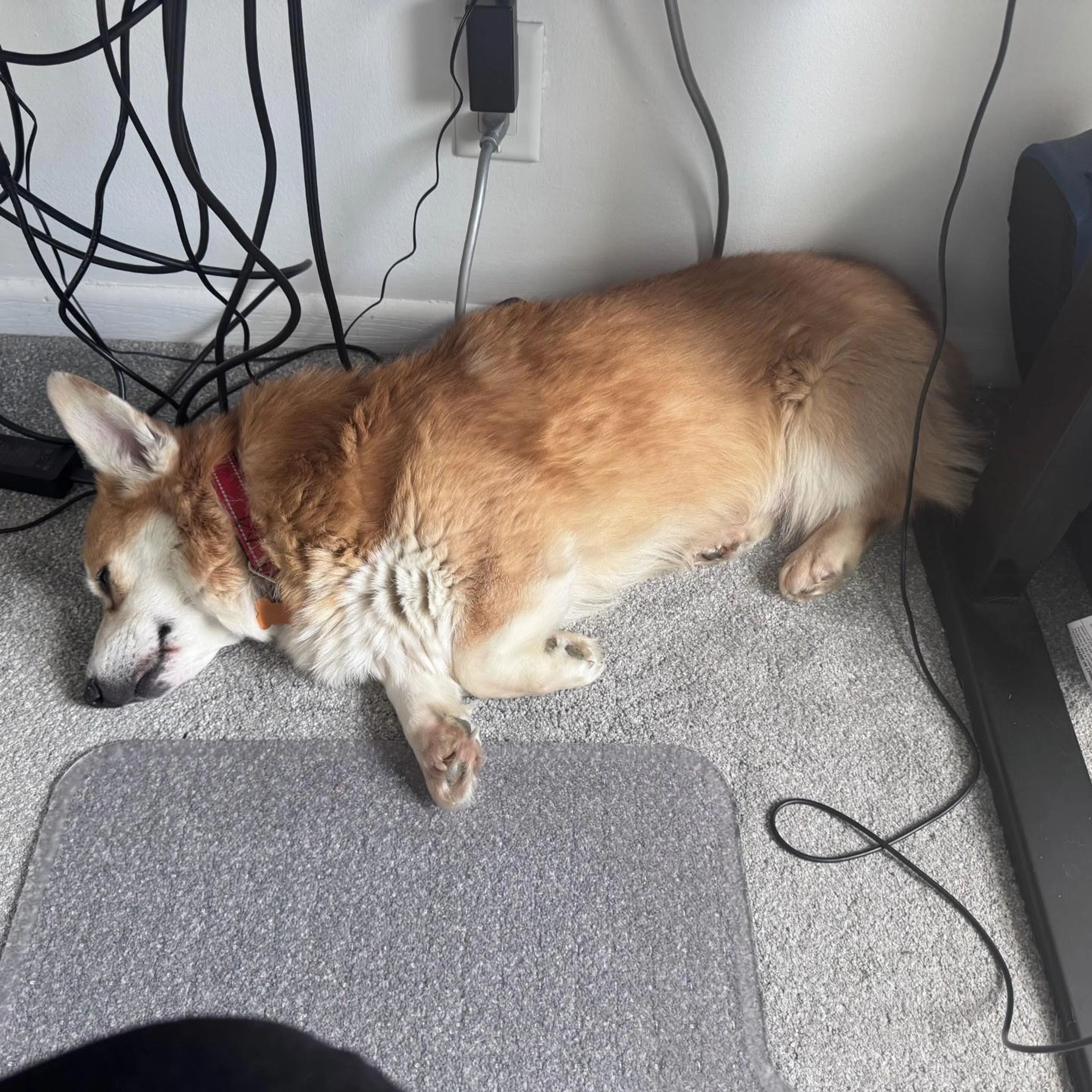 Found pet-0