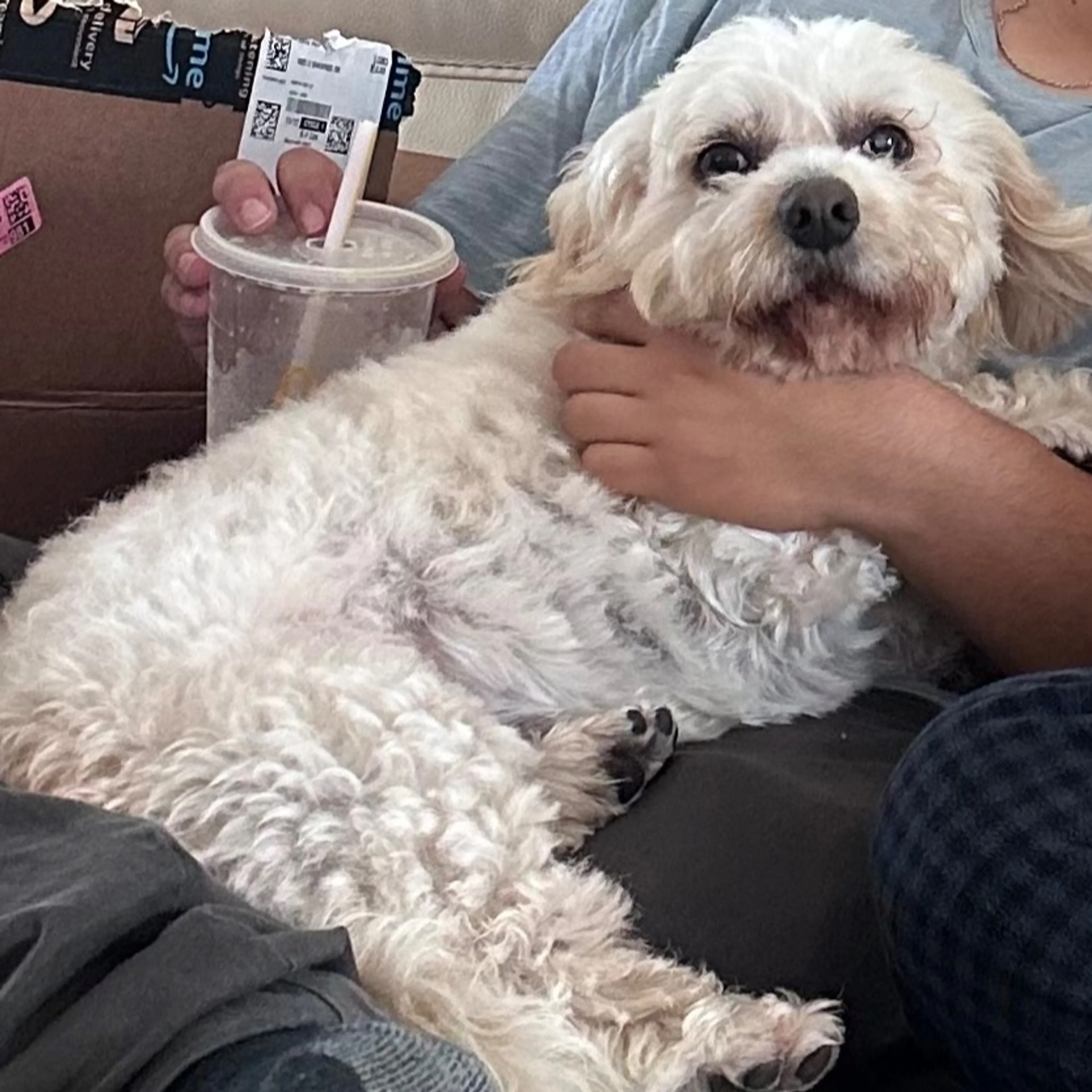 Lost pet
