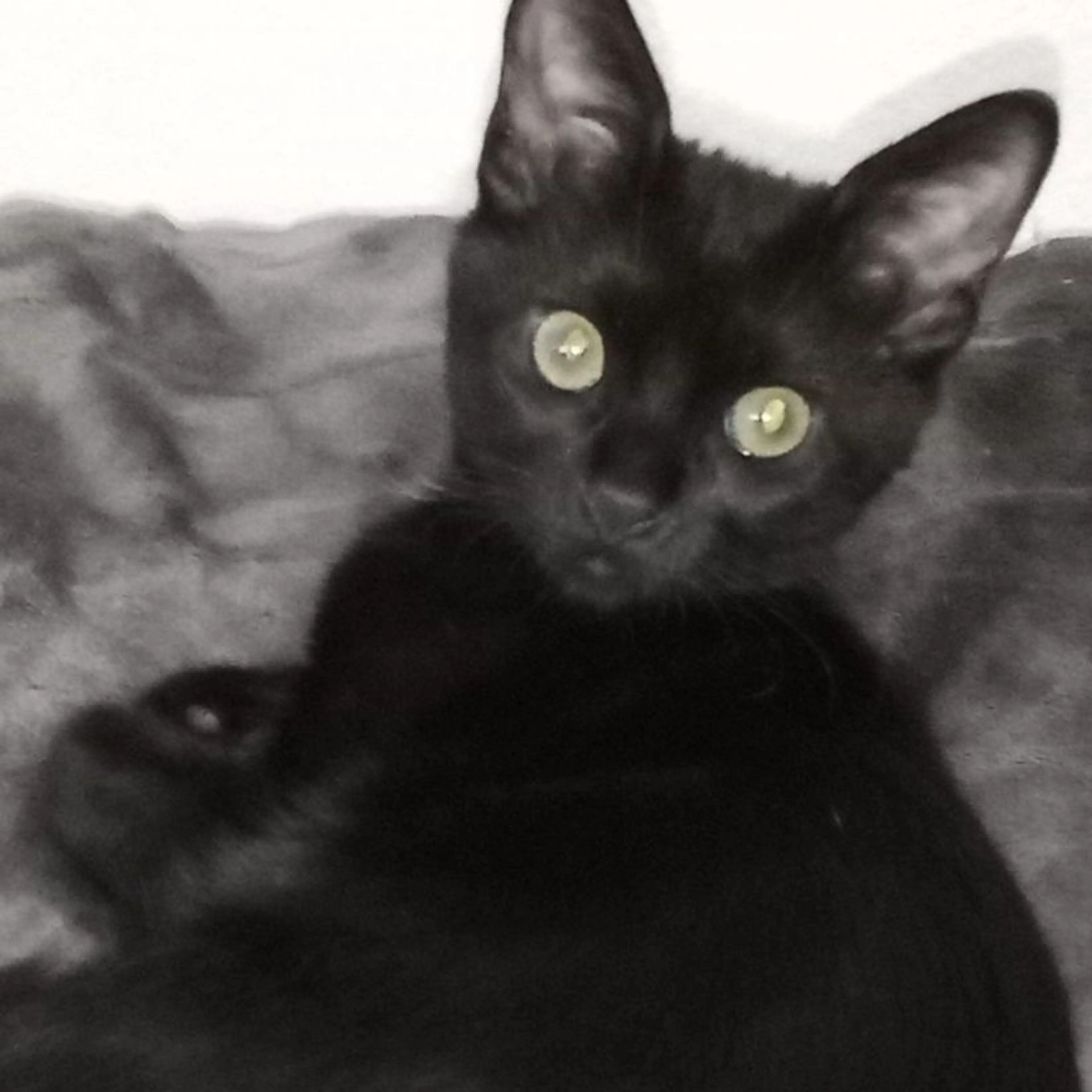 Lost pet