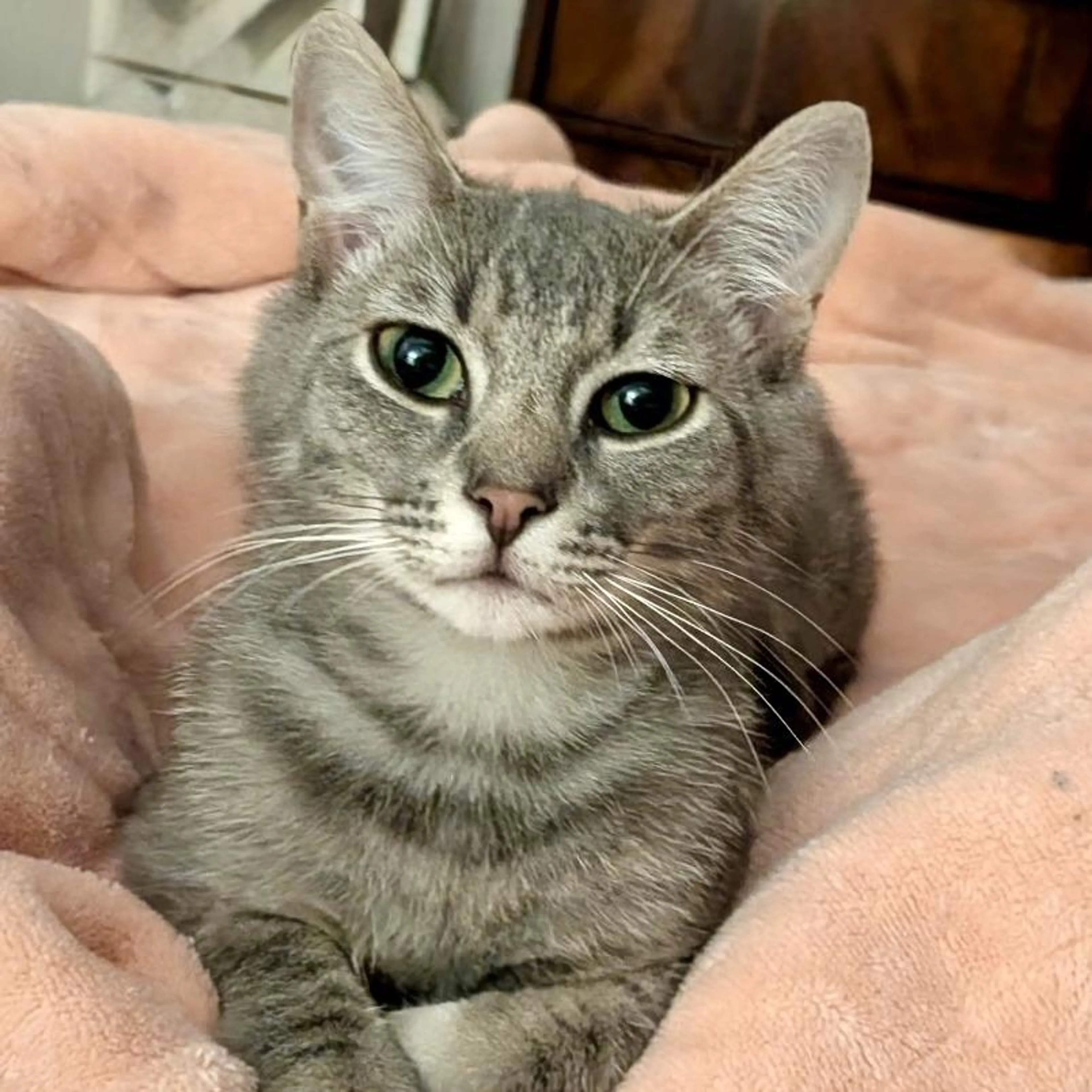 Found pet-1
