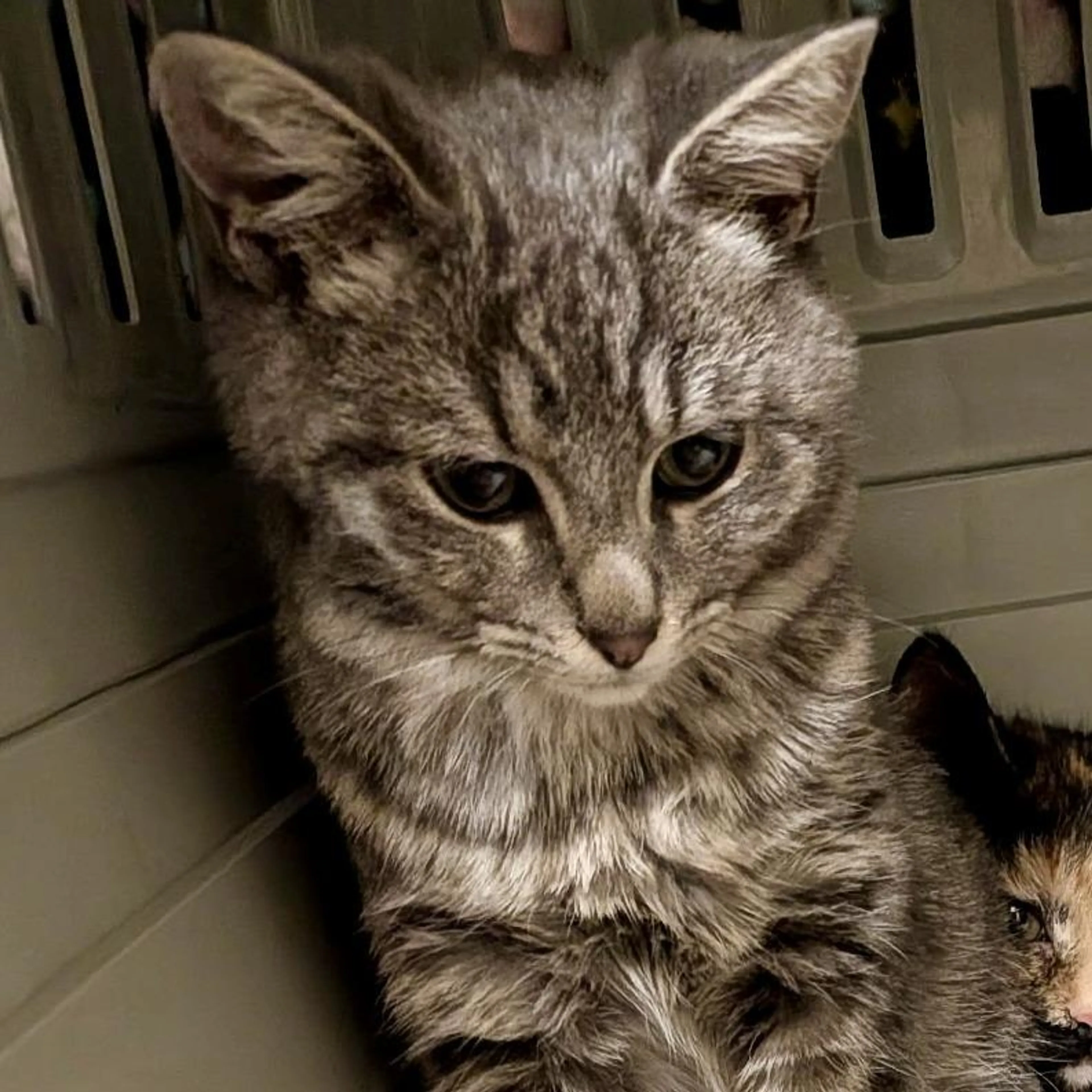 Found pet-0