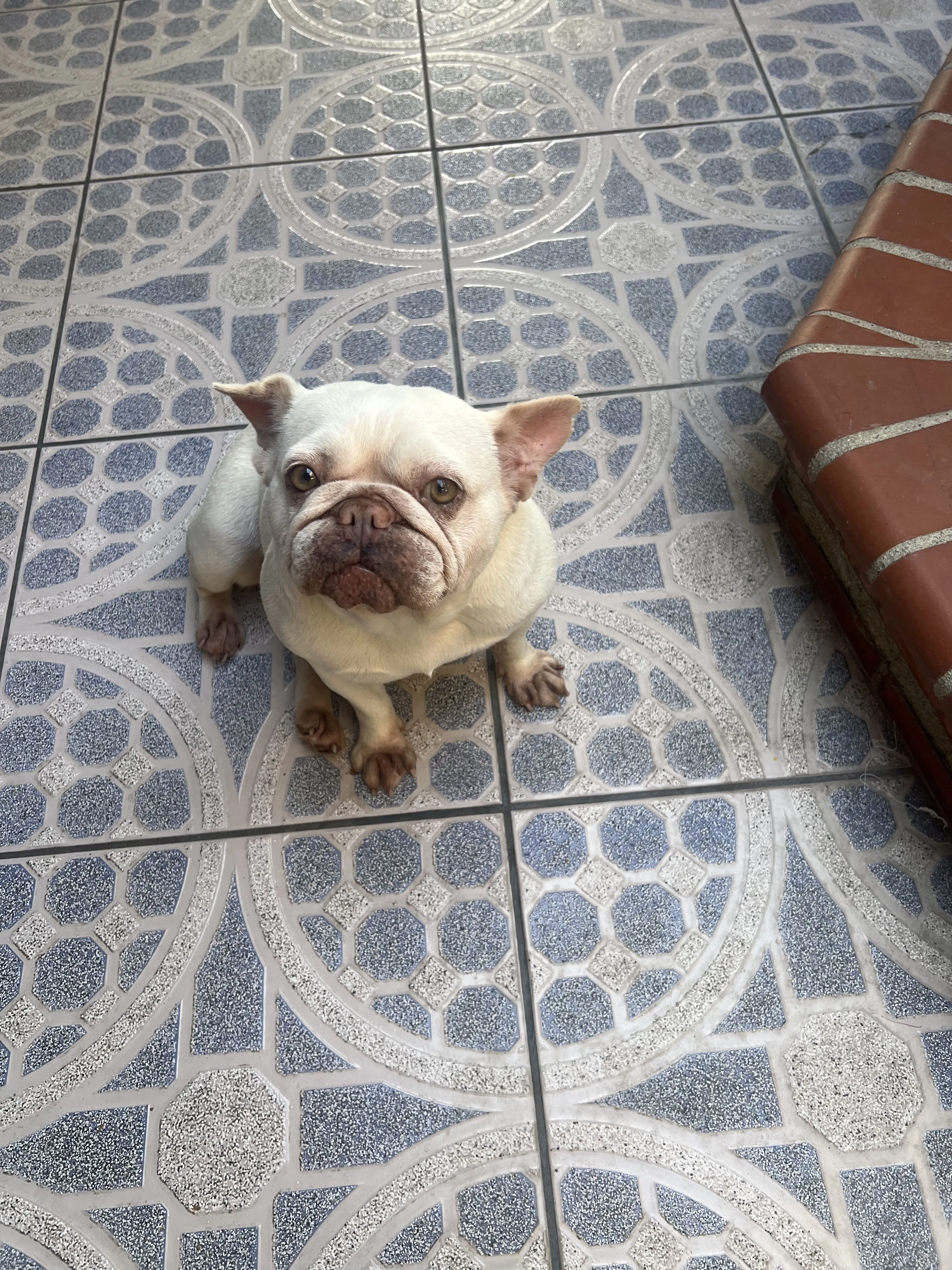 Lost pet