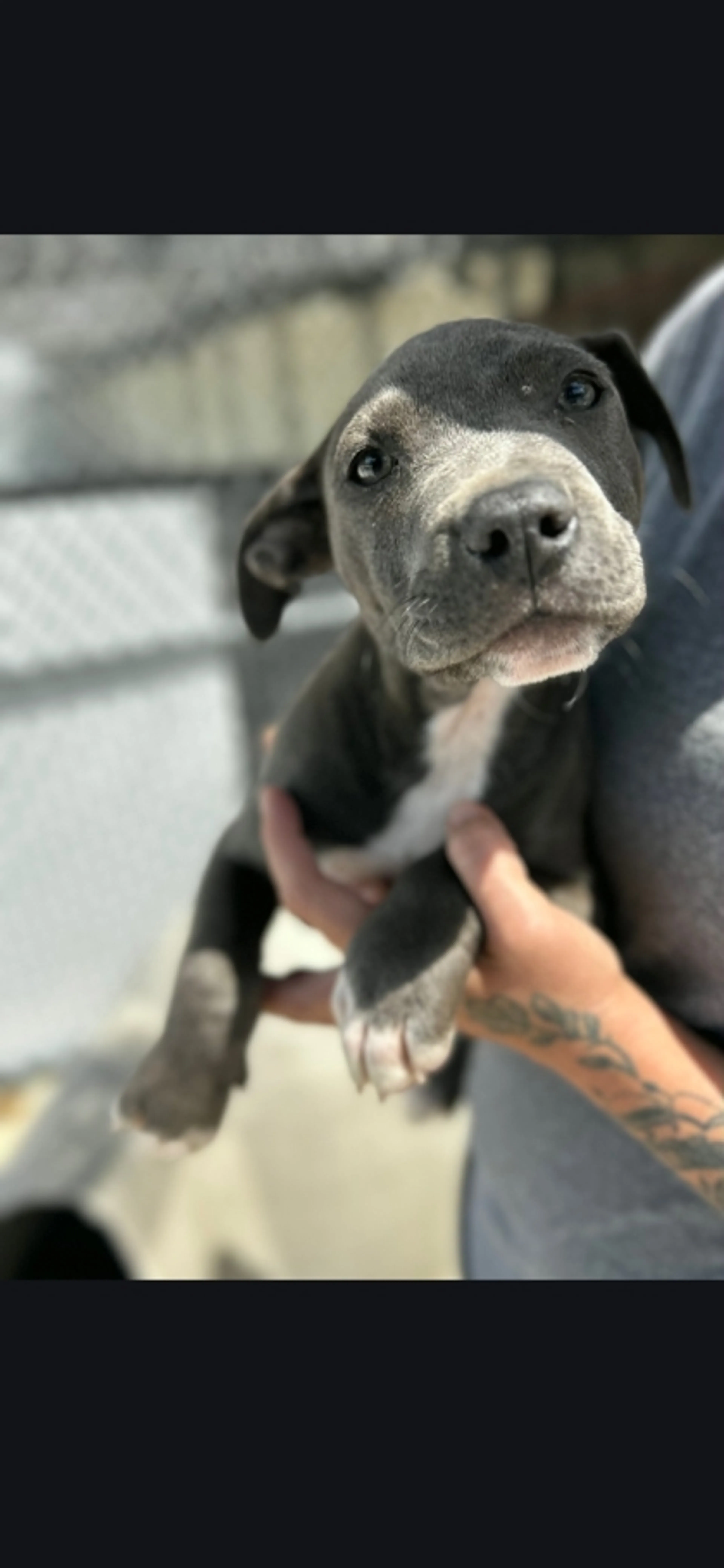 Found pet-1