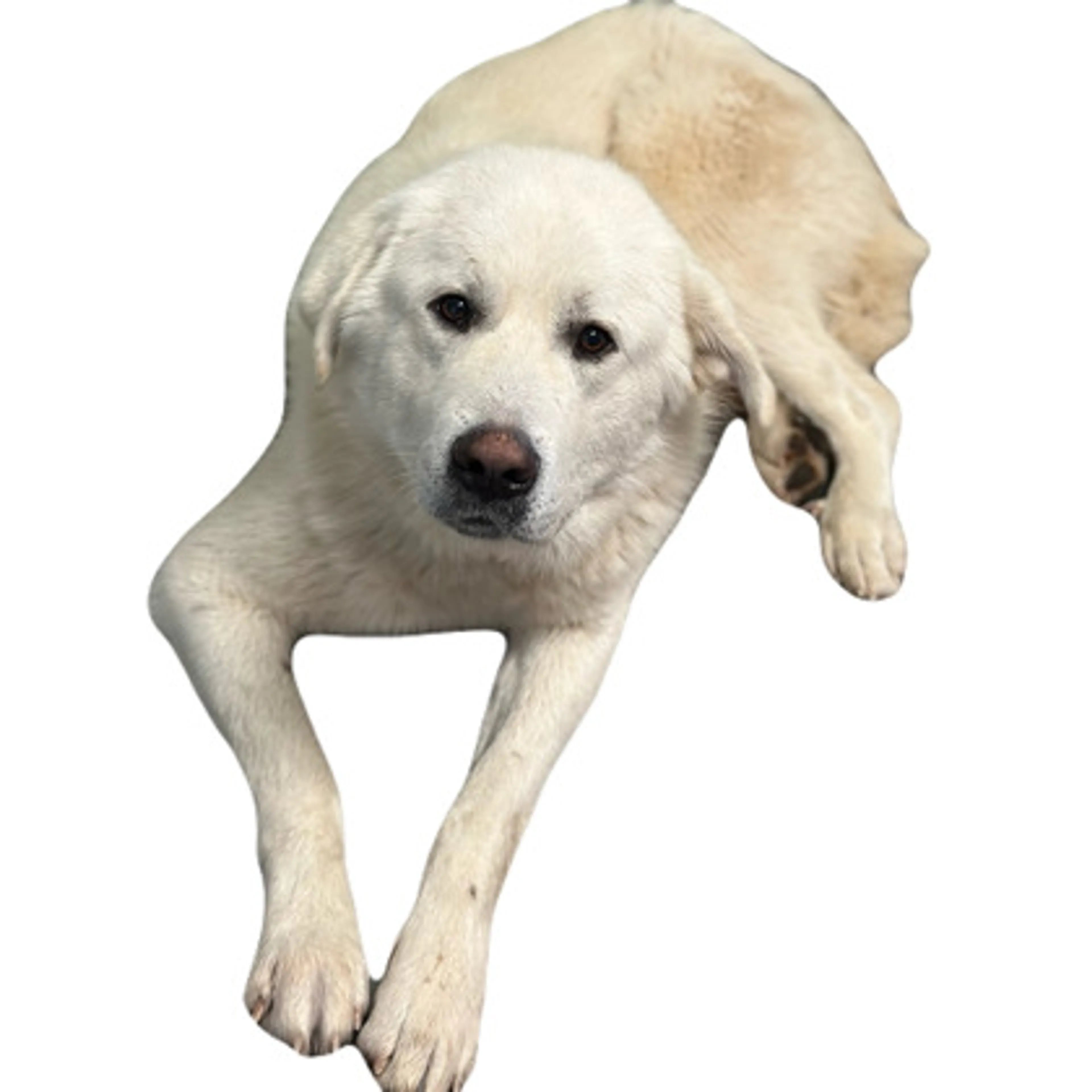 Found pet