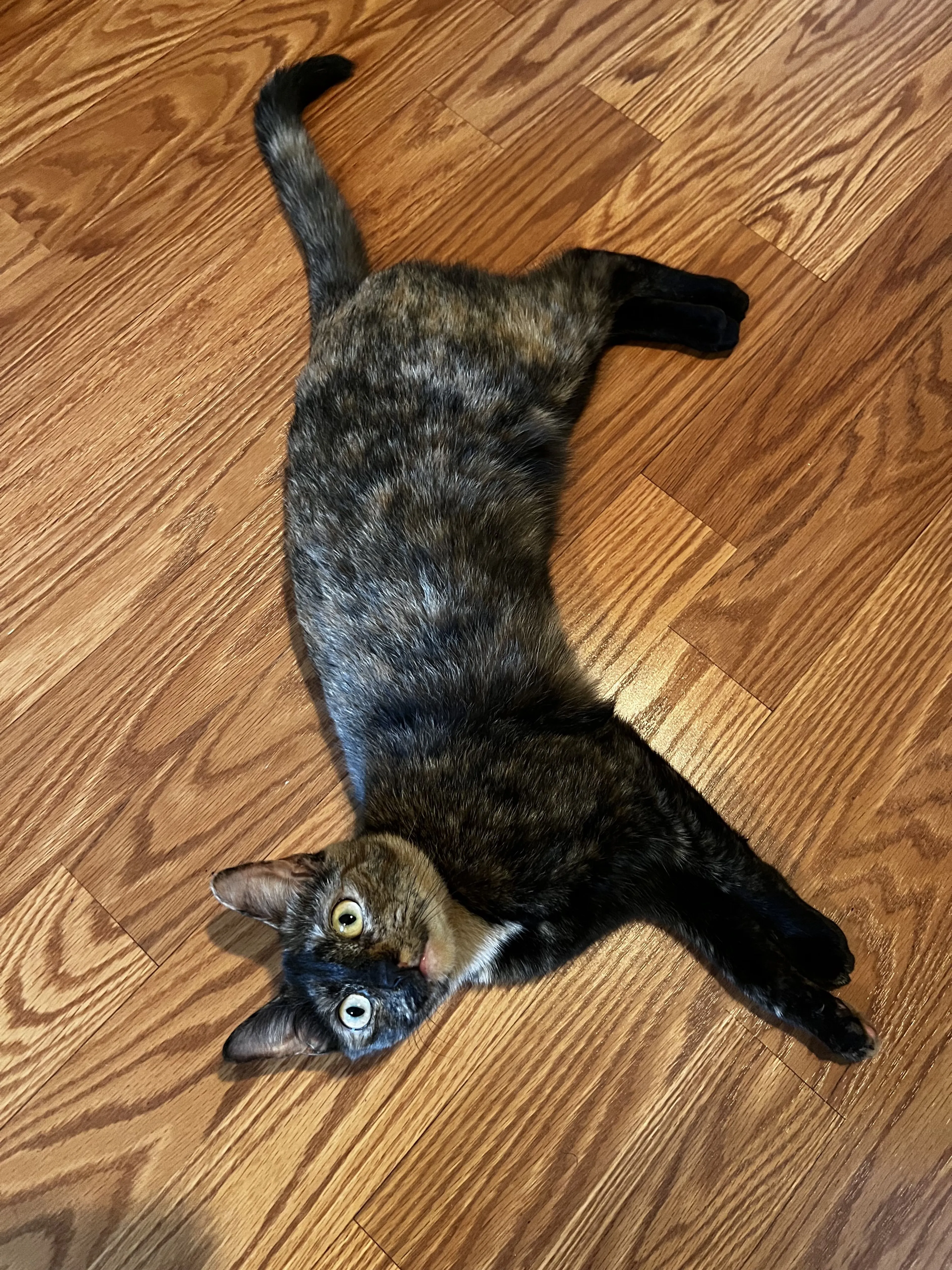 Lost pet