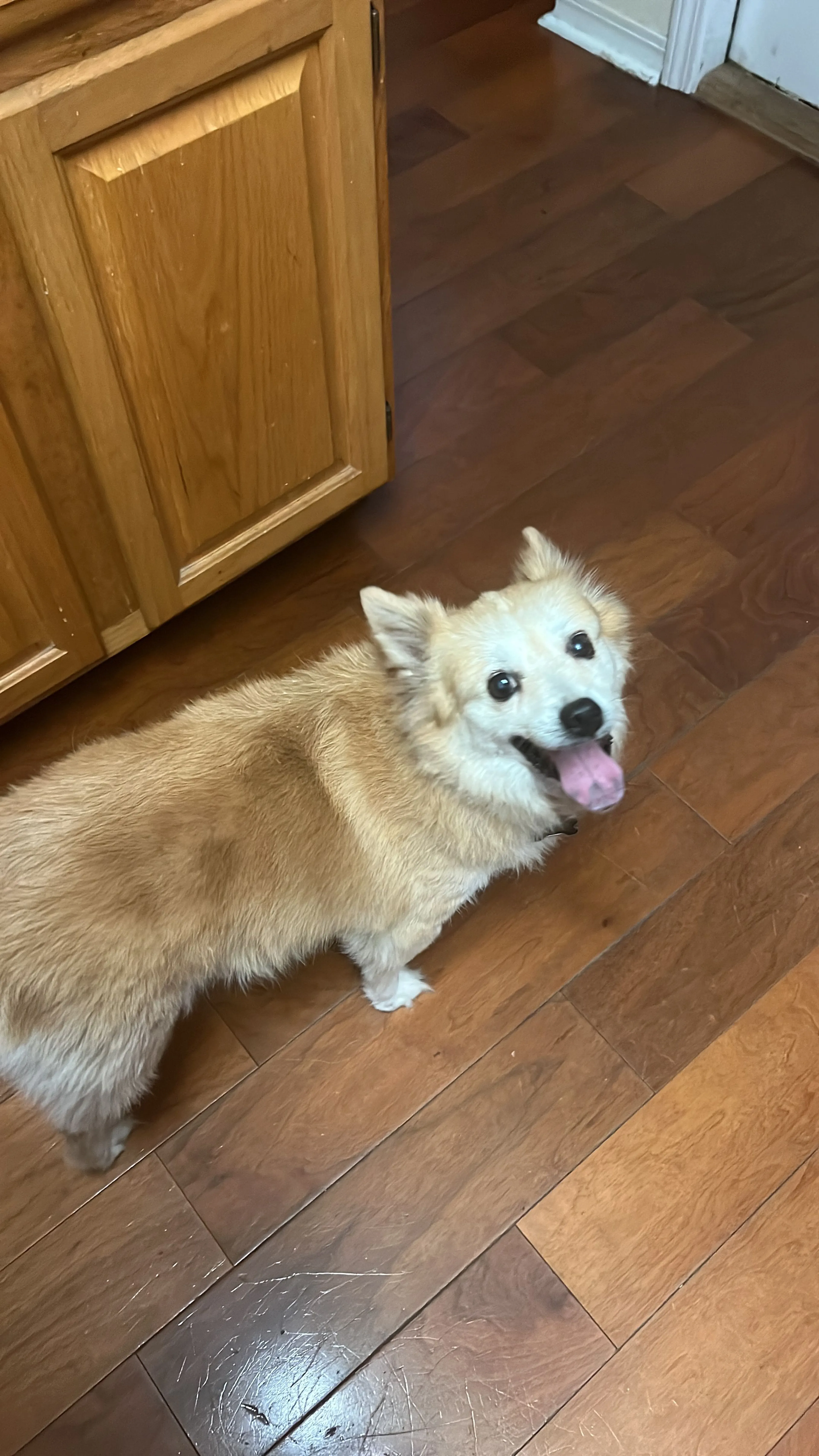 Lost pet-0