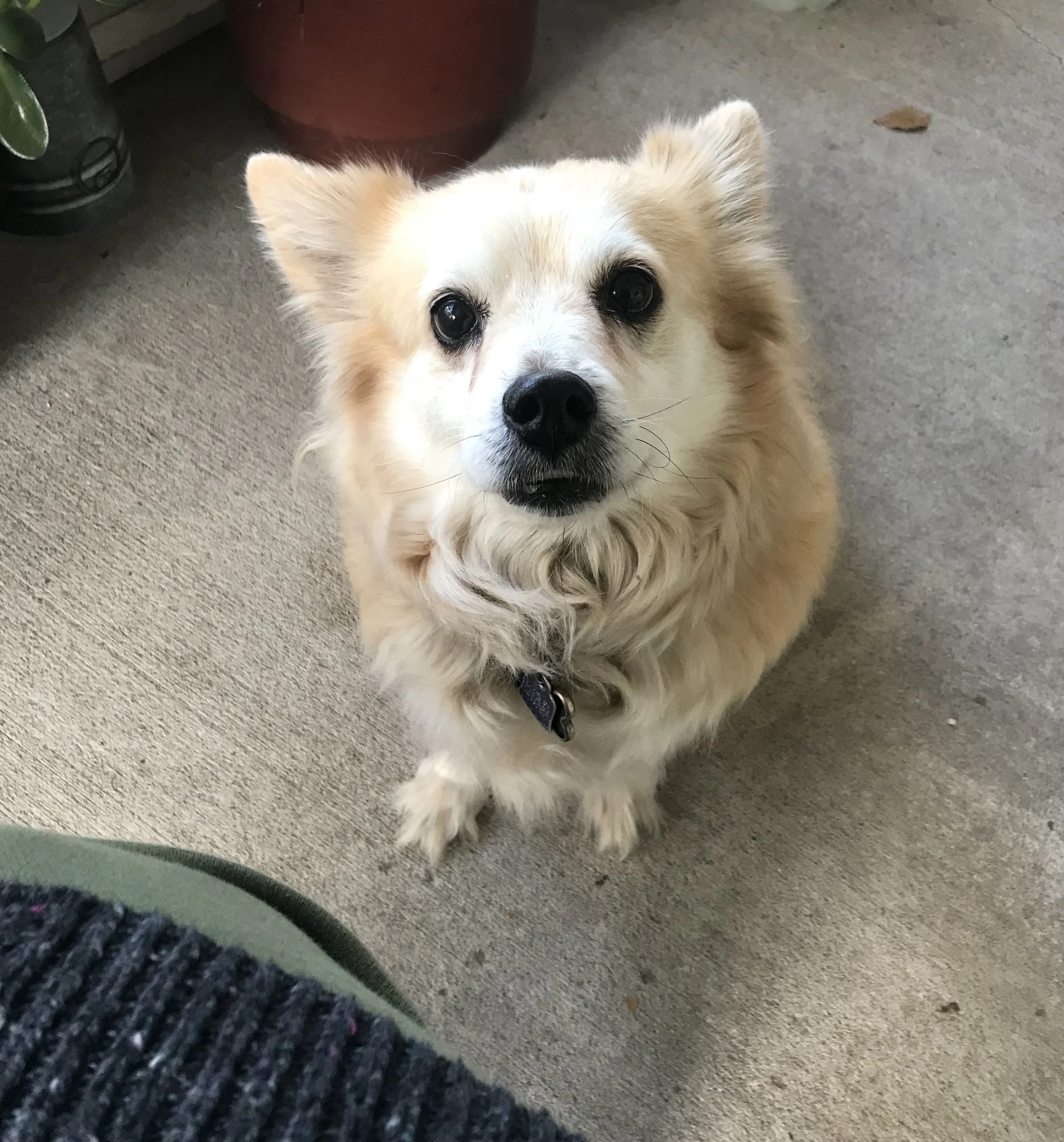 Lost pet-1