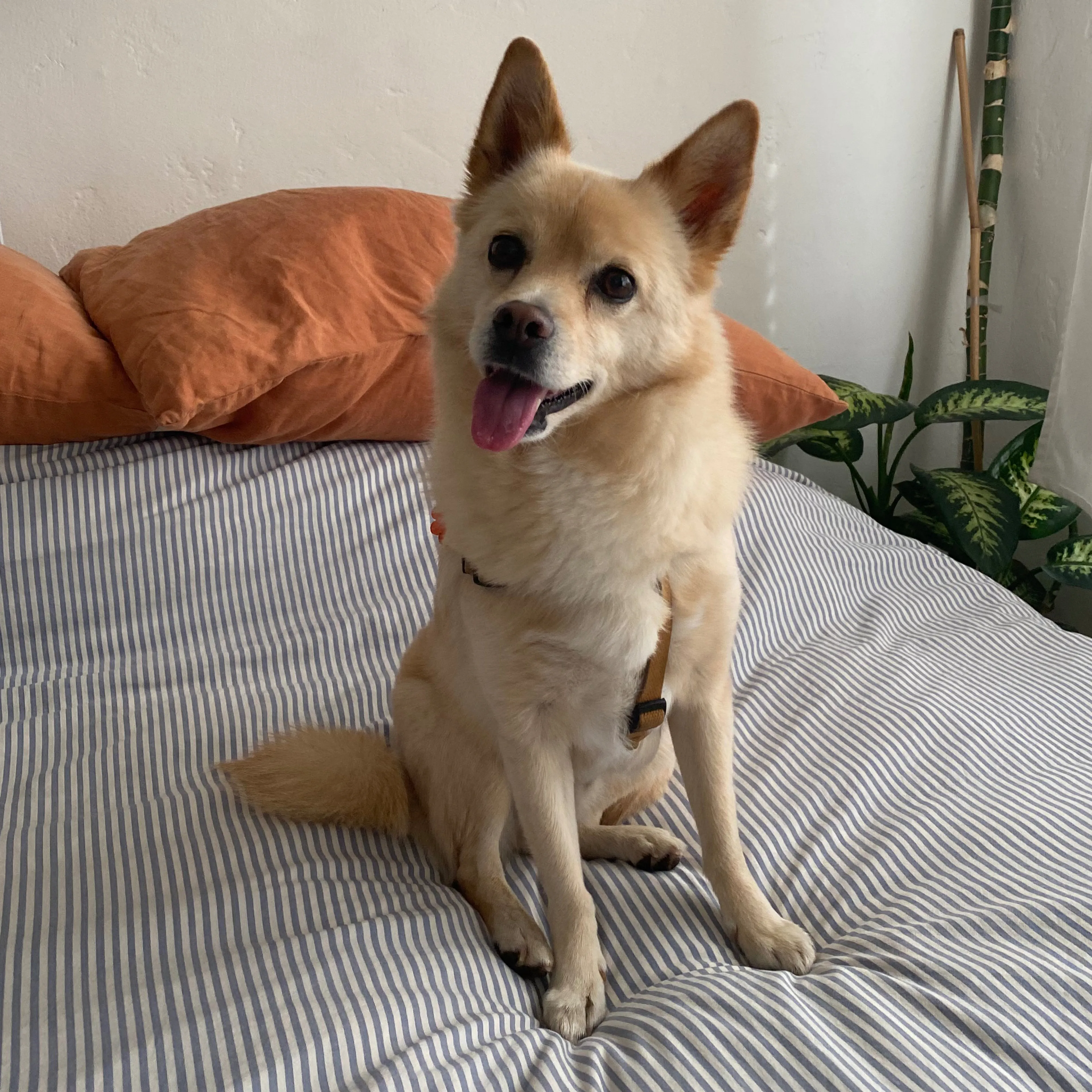 Lost pet-1