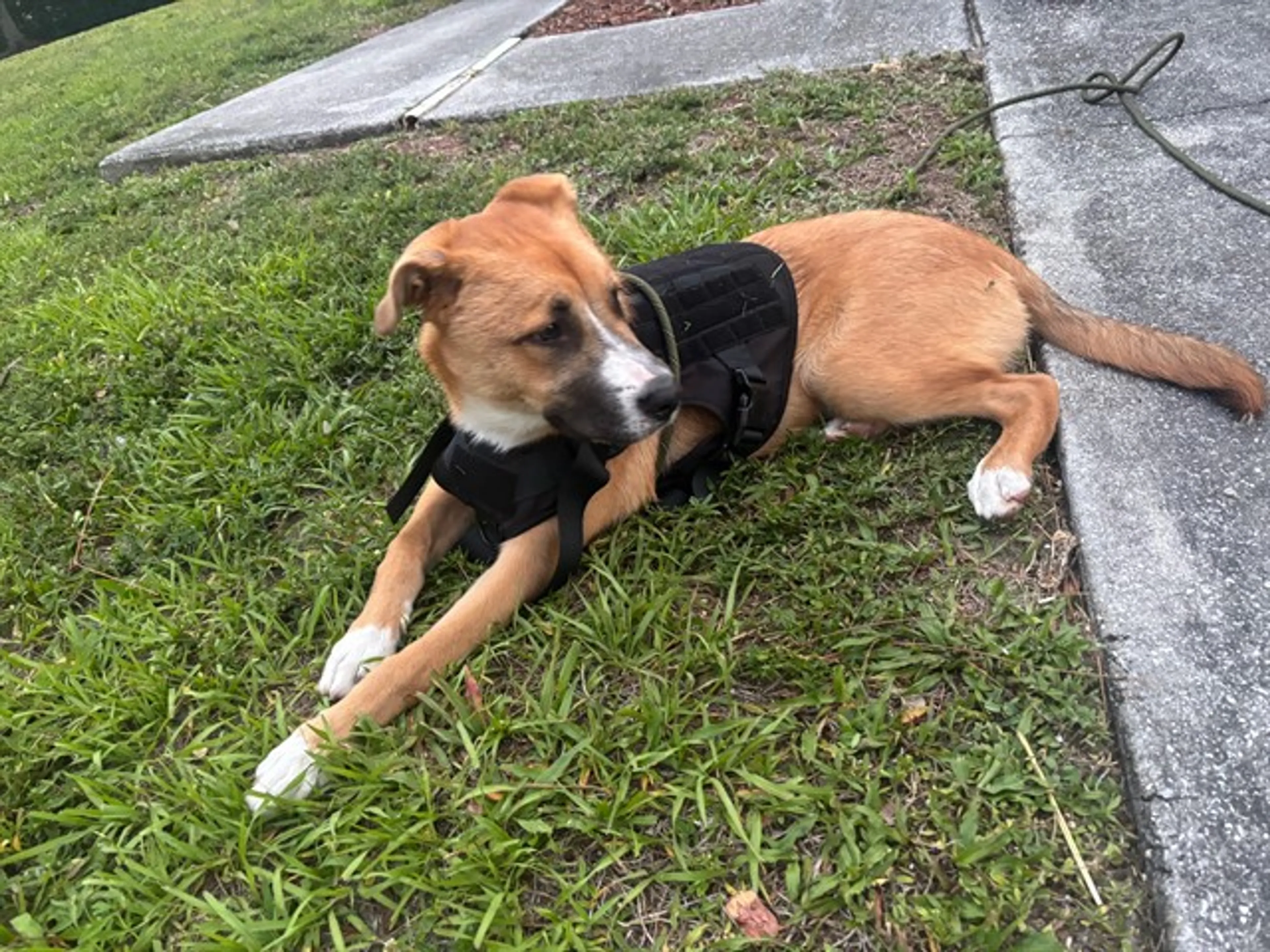 Found pet