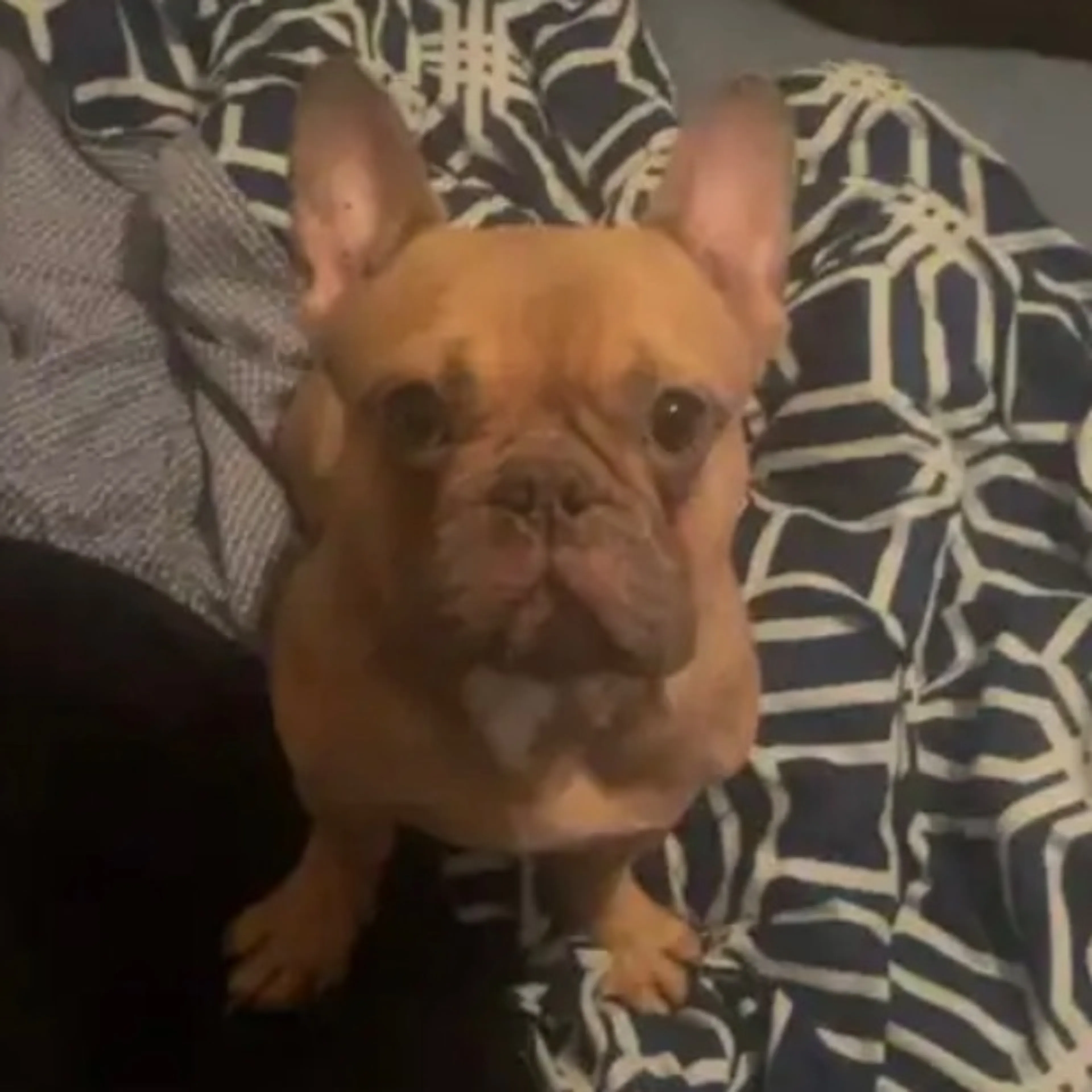 Lost pet