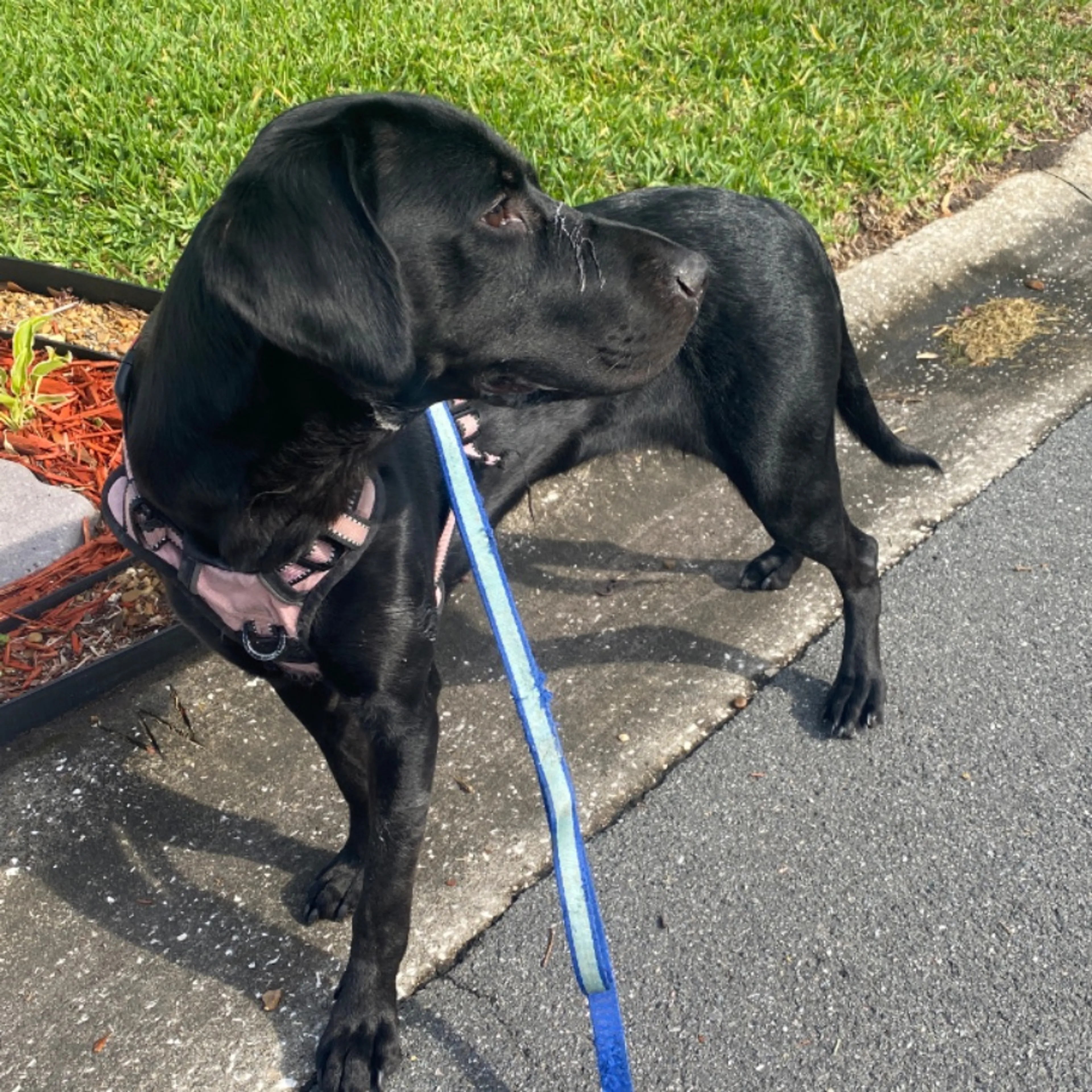Found pet