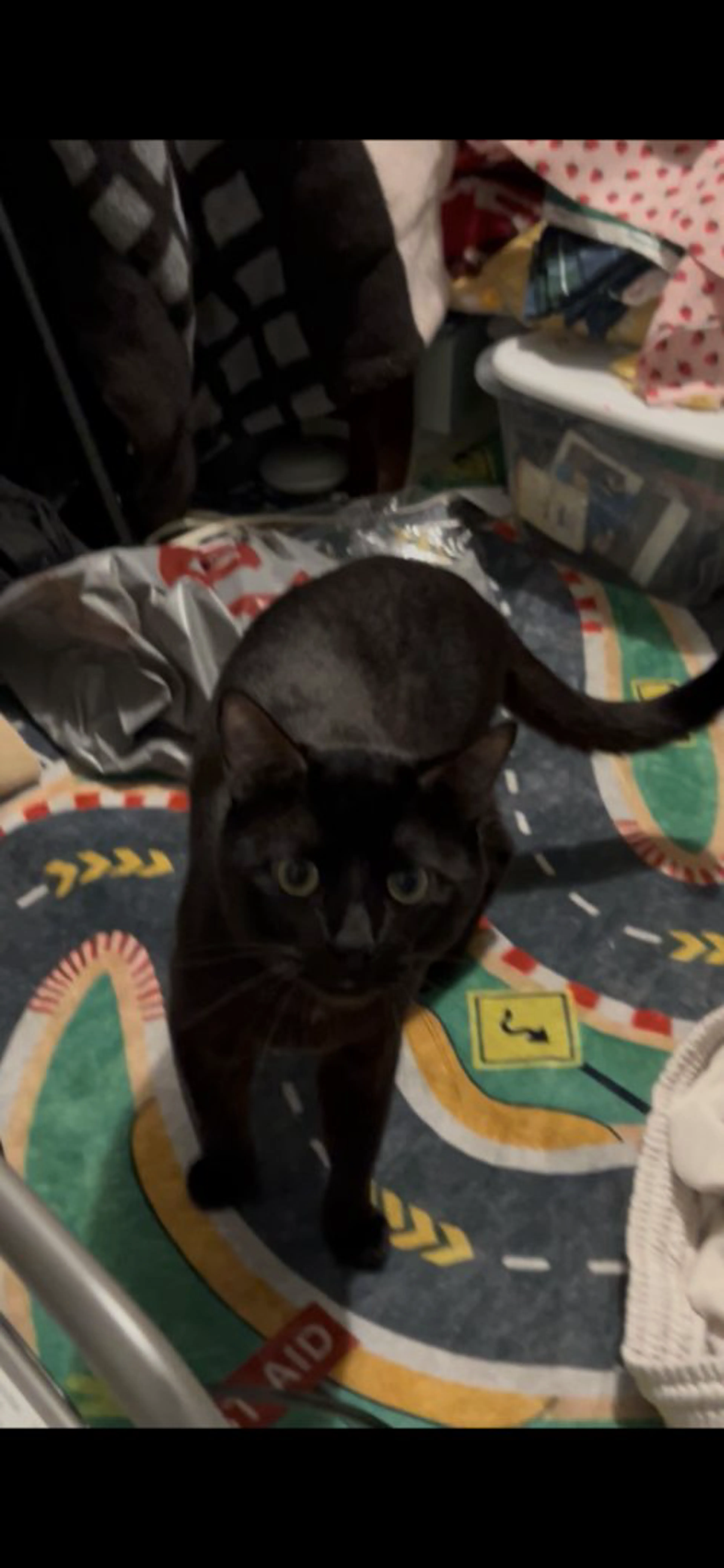 Lost pet-1