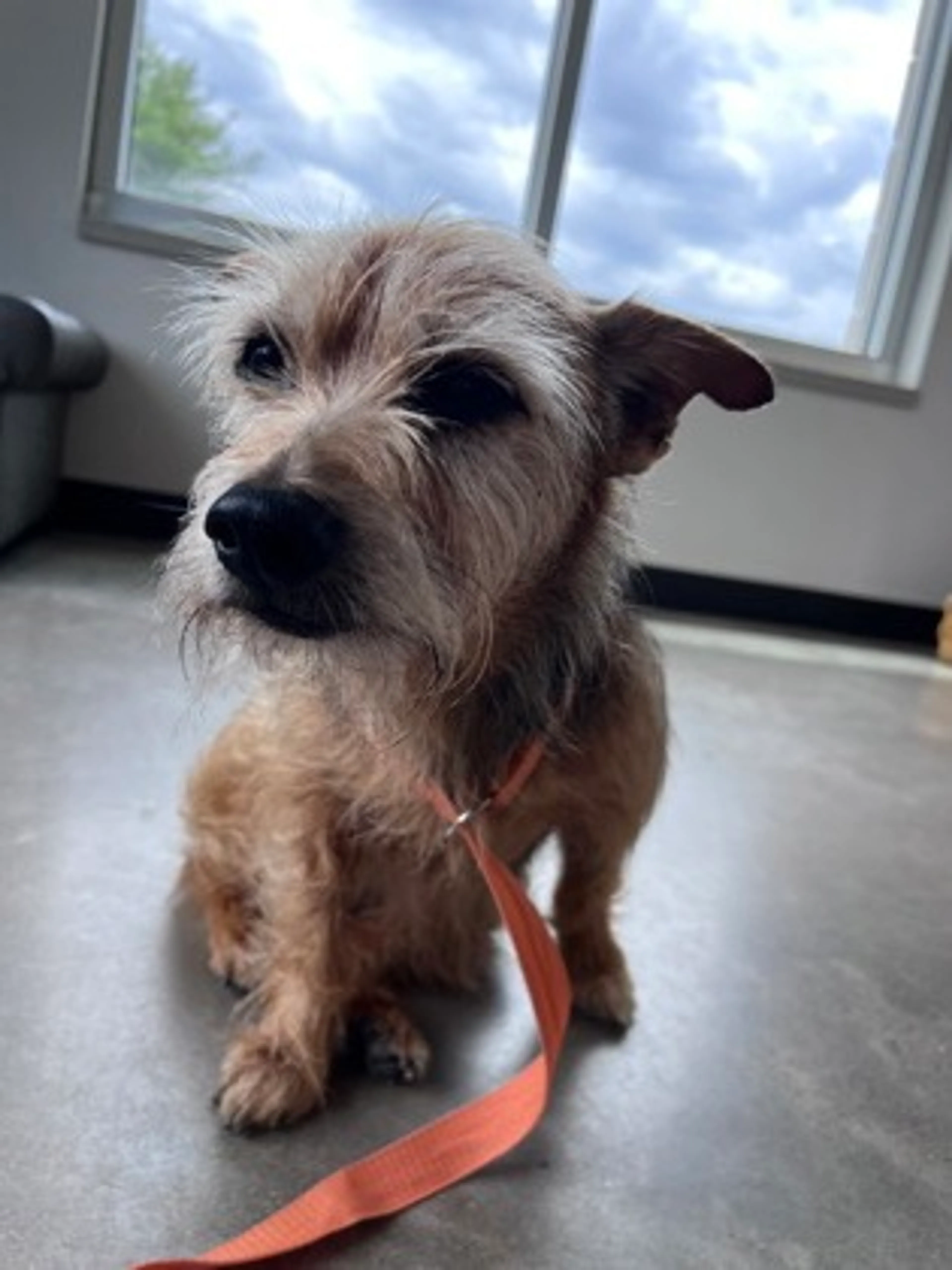 Found pet