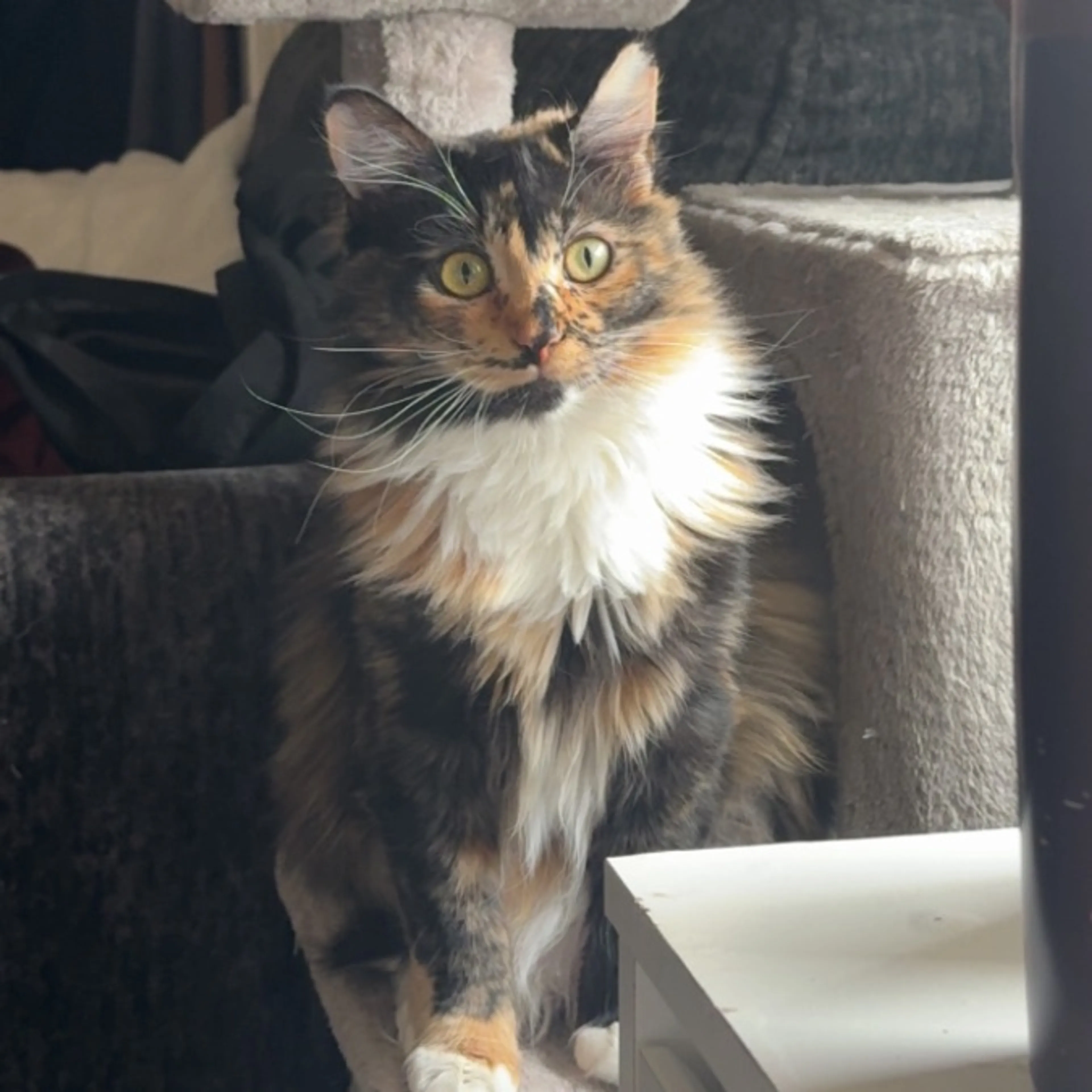 Lost pet