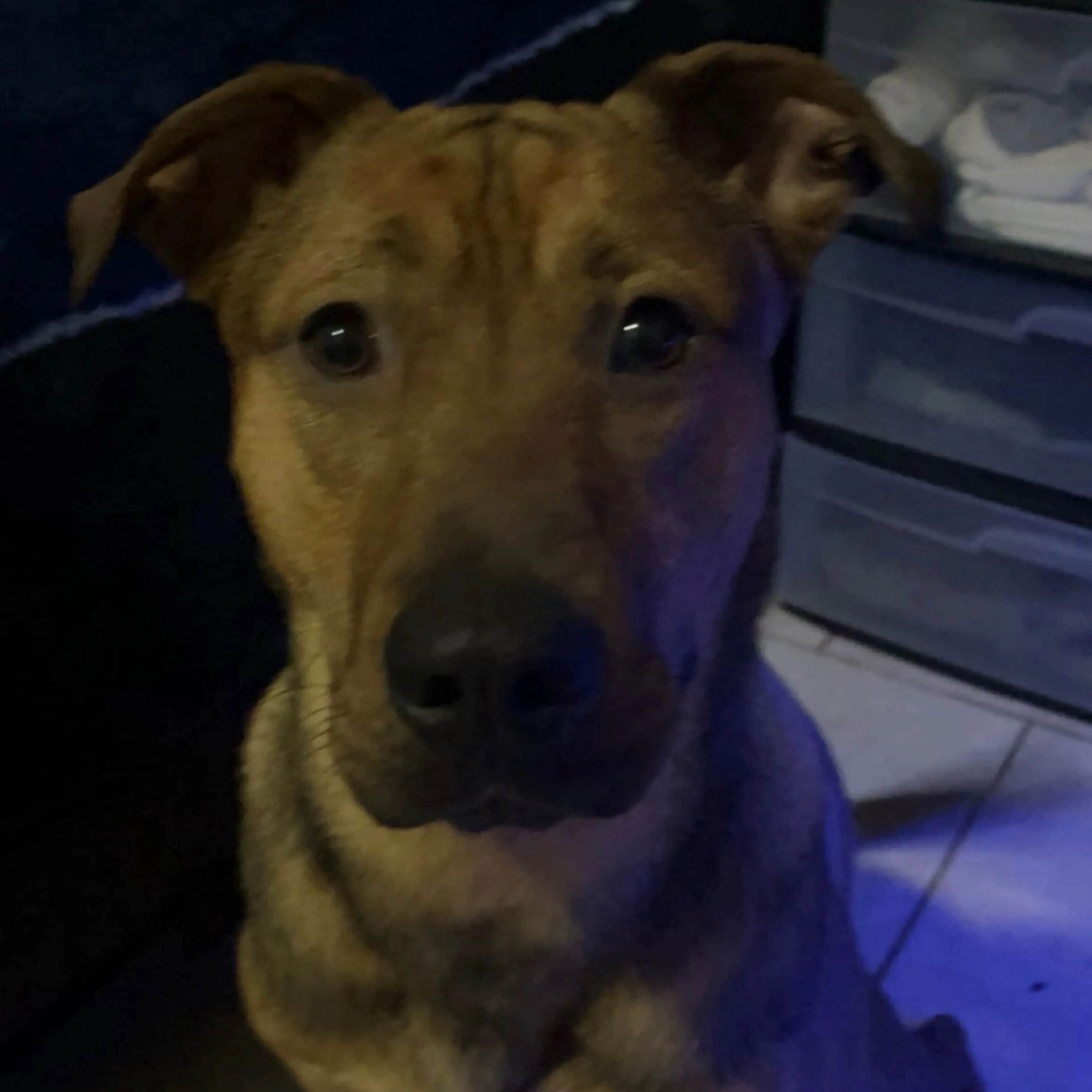 Found pet-1