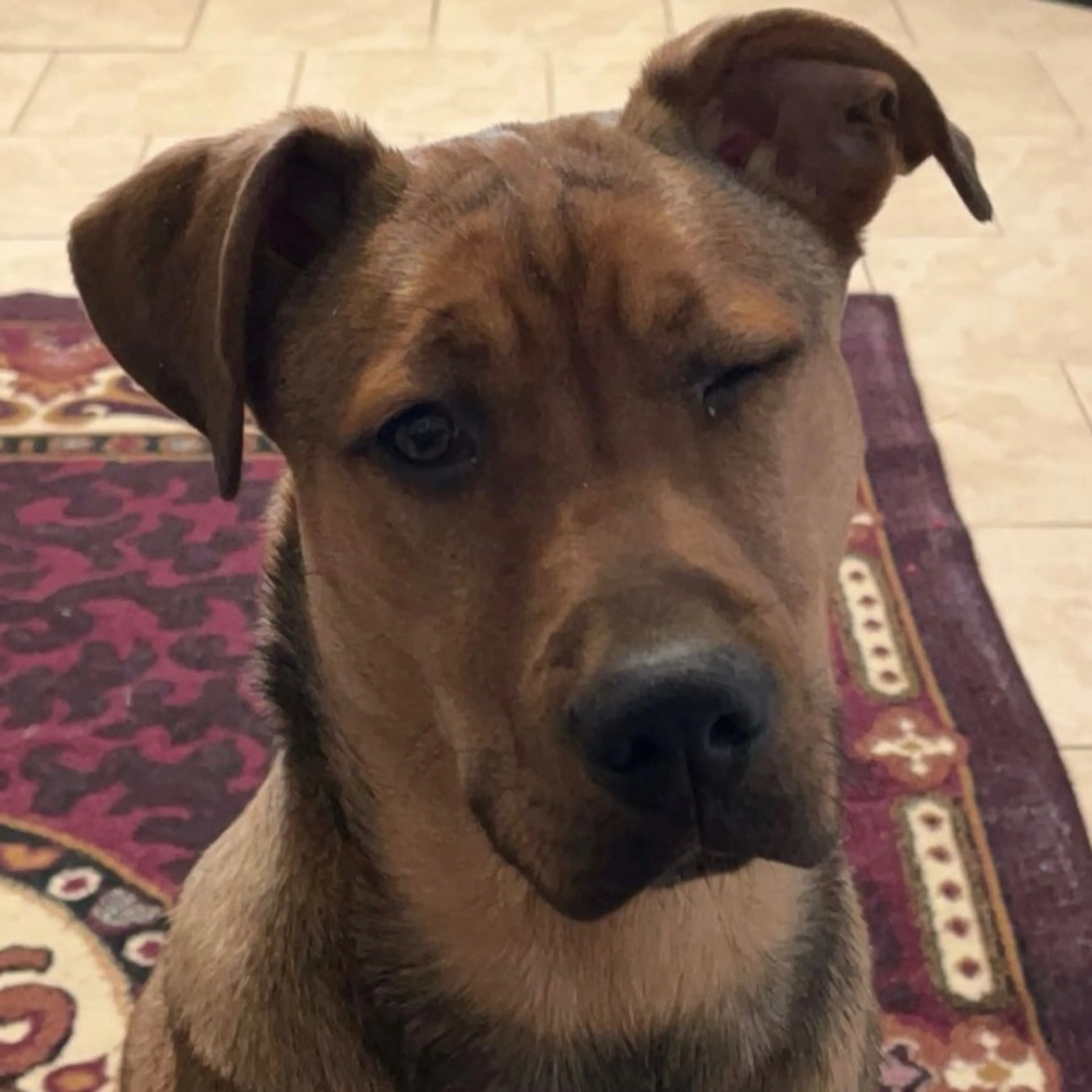 Found pet-3