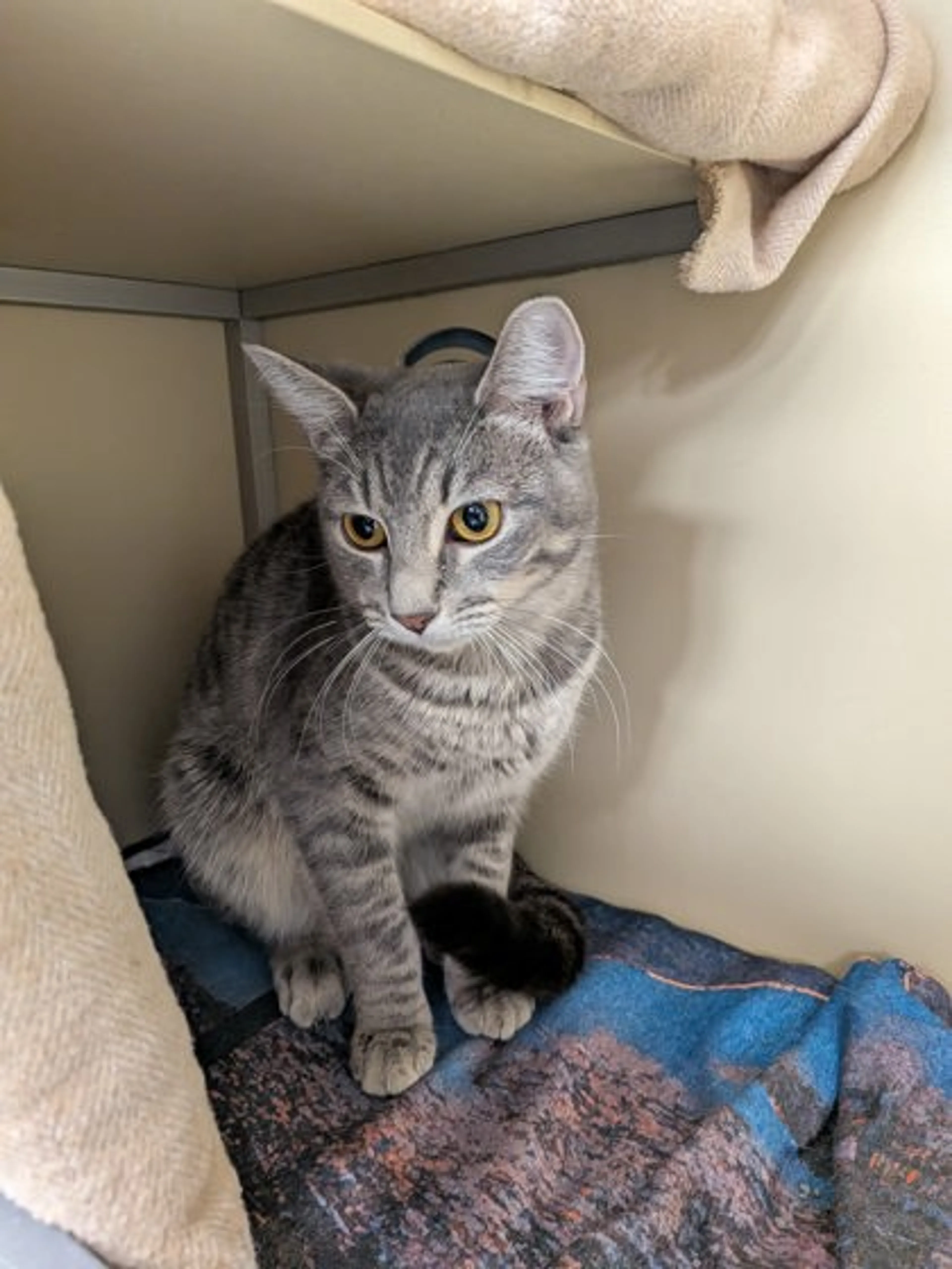 Found pet-1