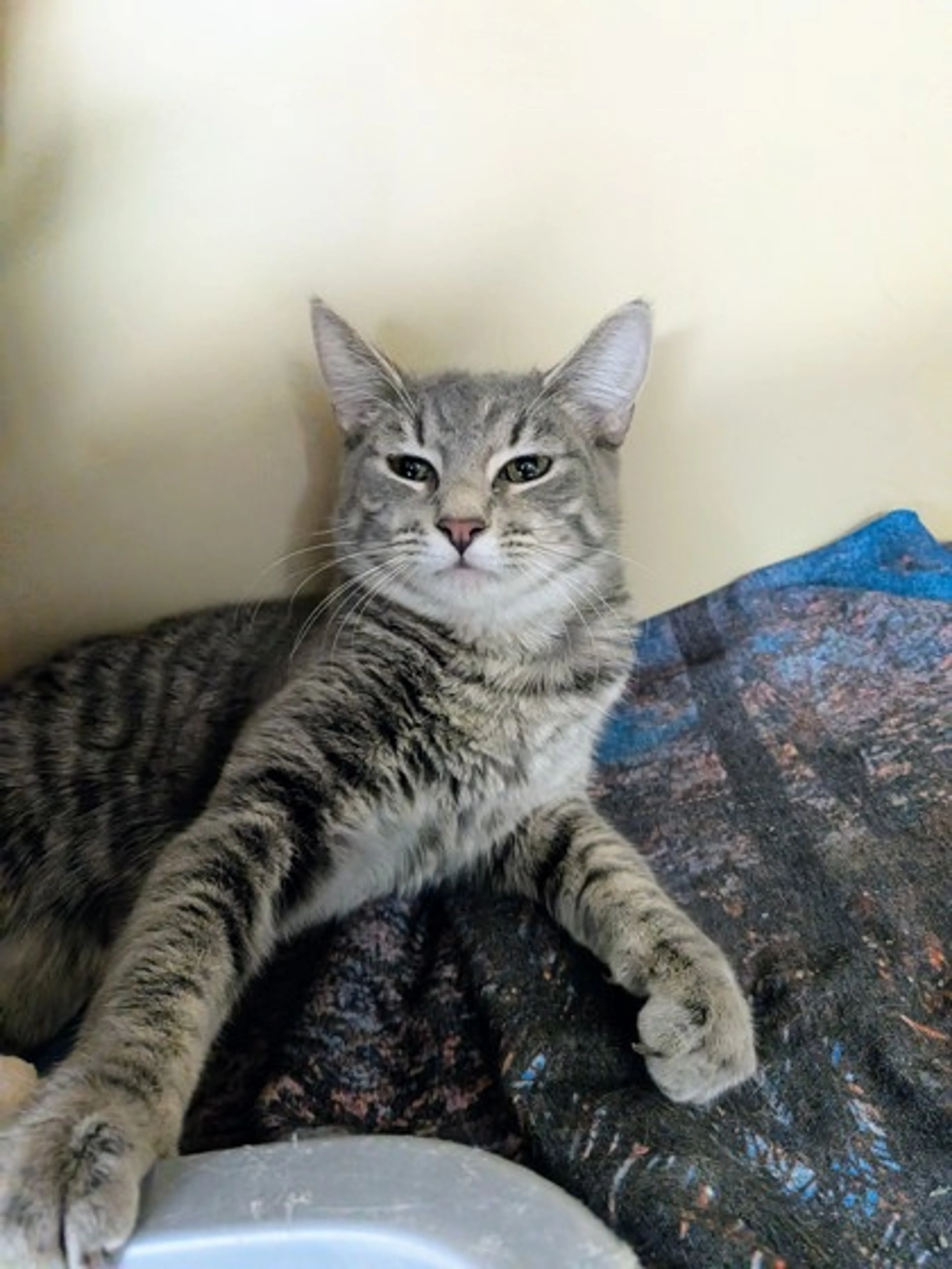 Found pet-2