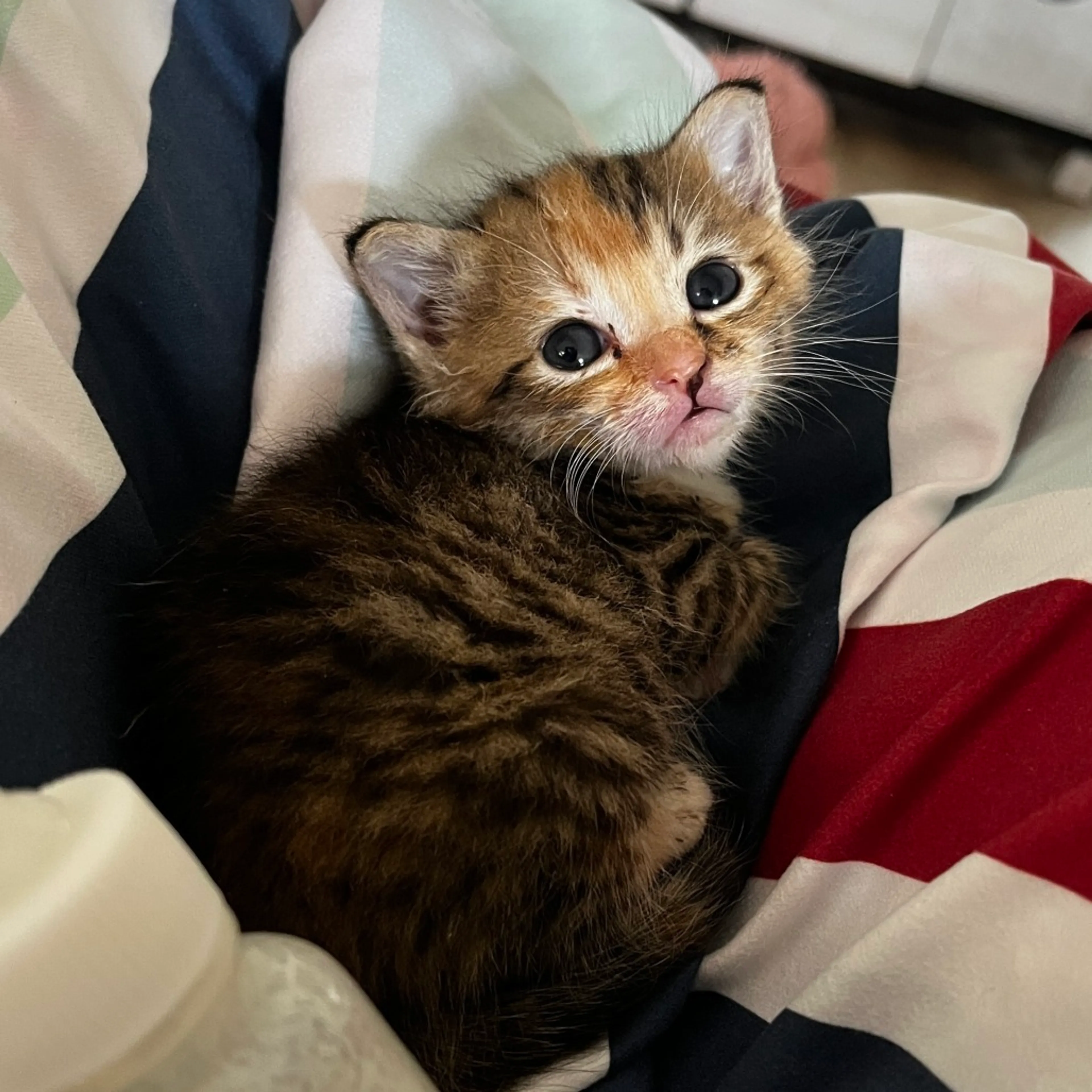 Found pet-2