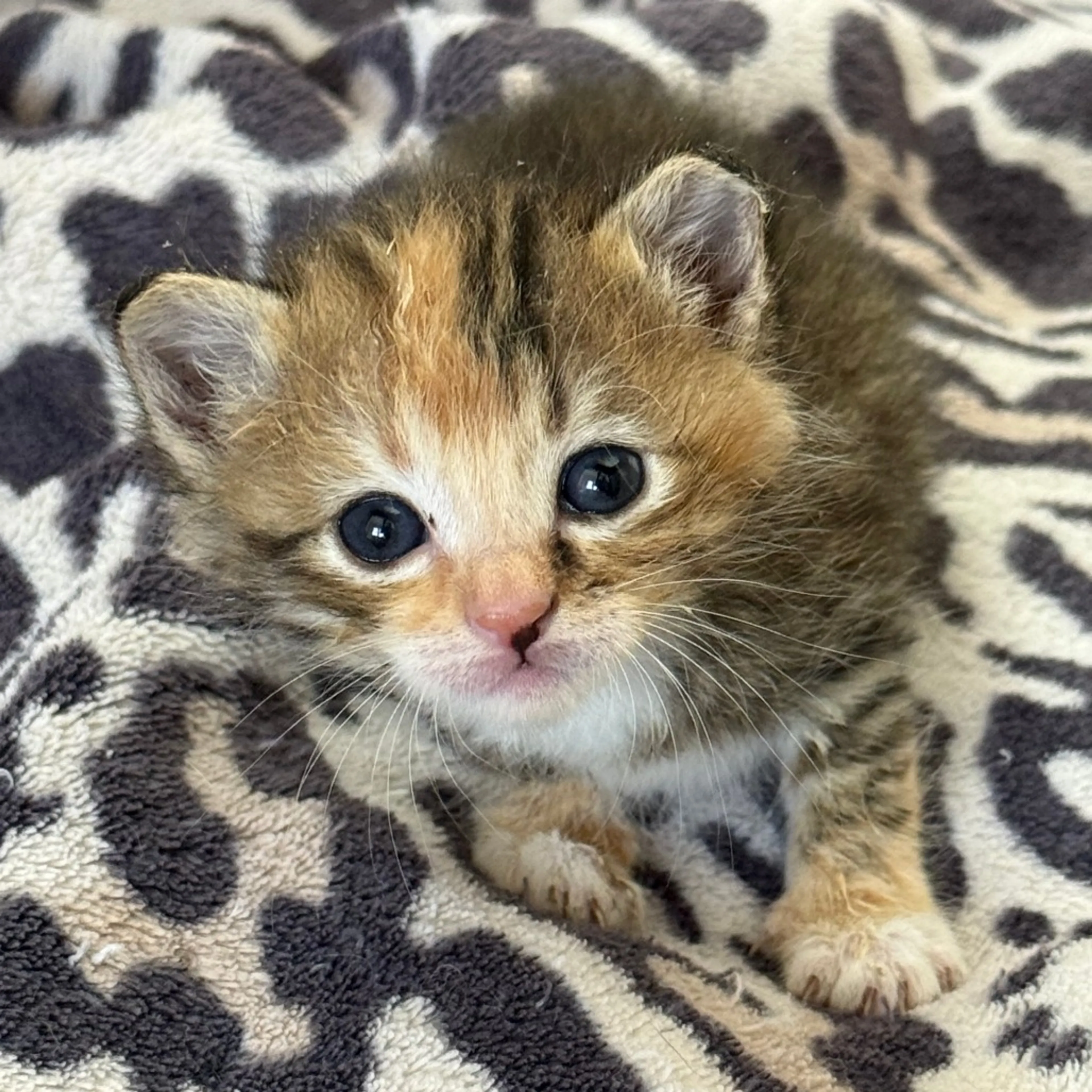 Found pet-1