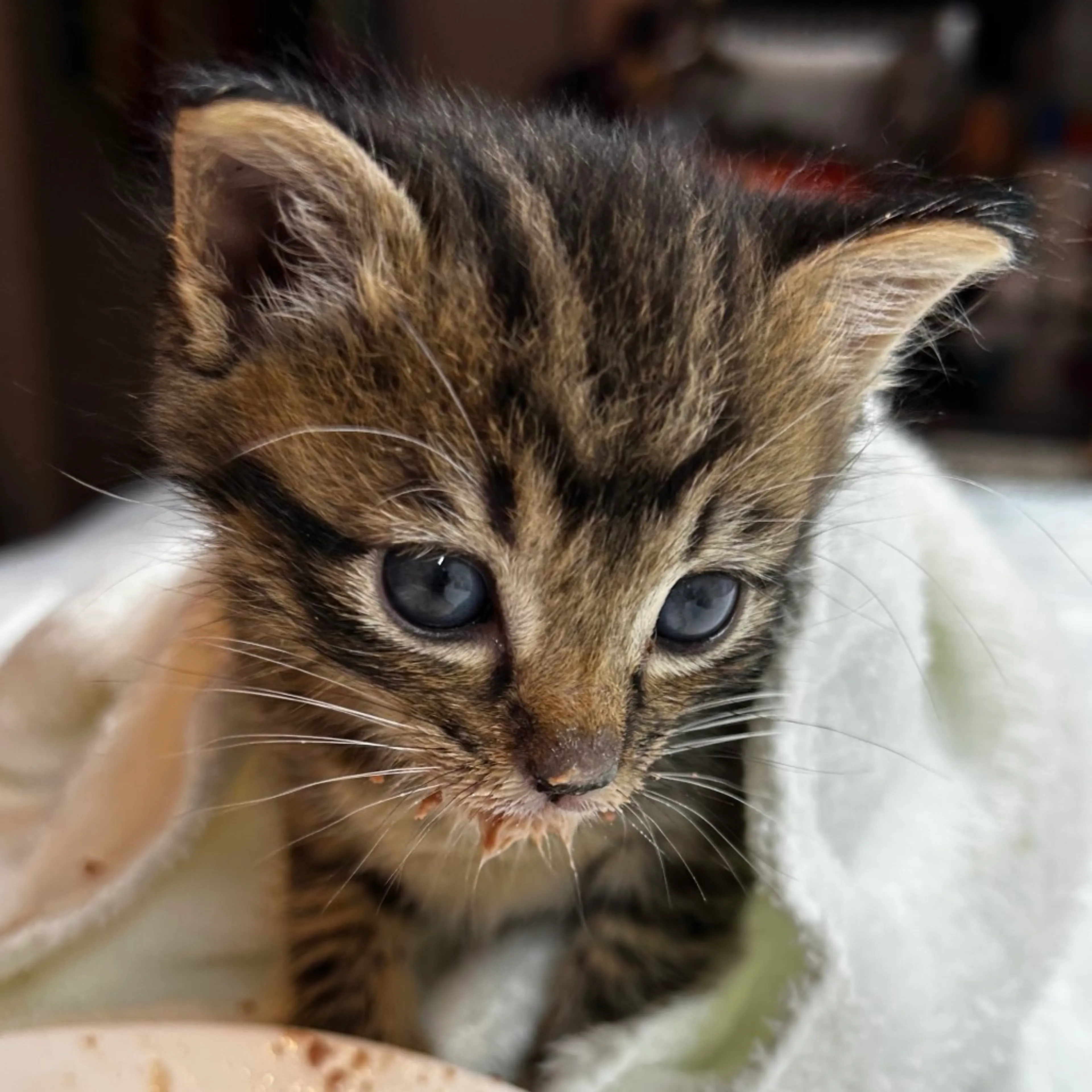 Found pet