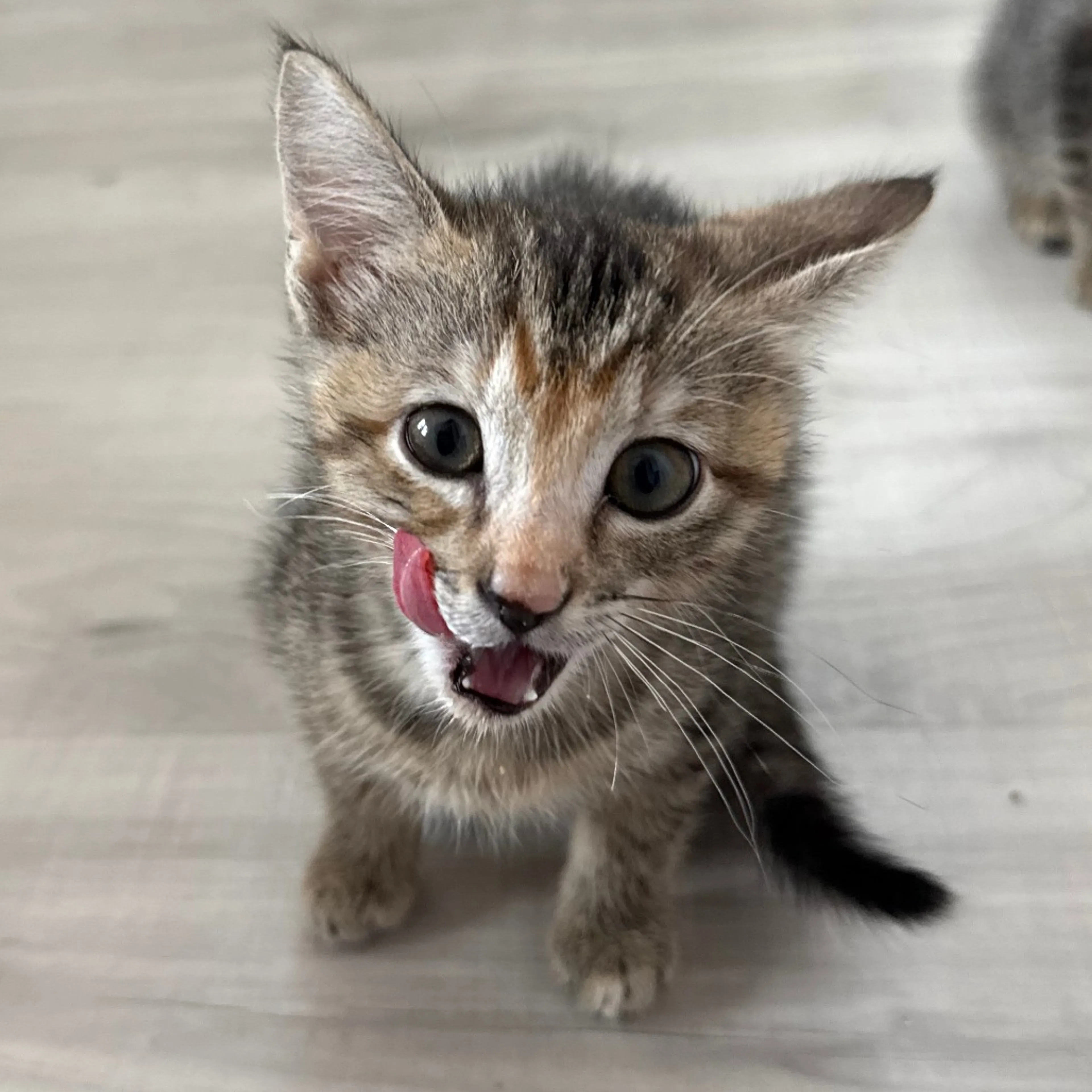 Found pet-1
