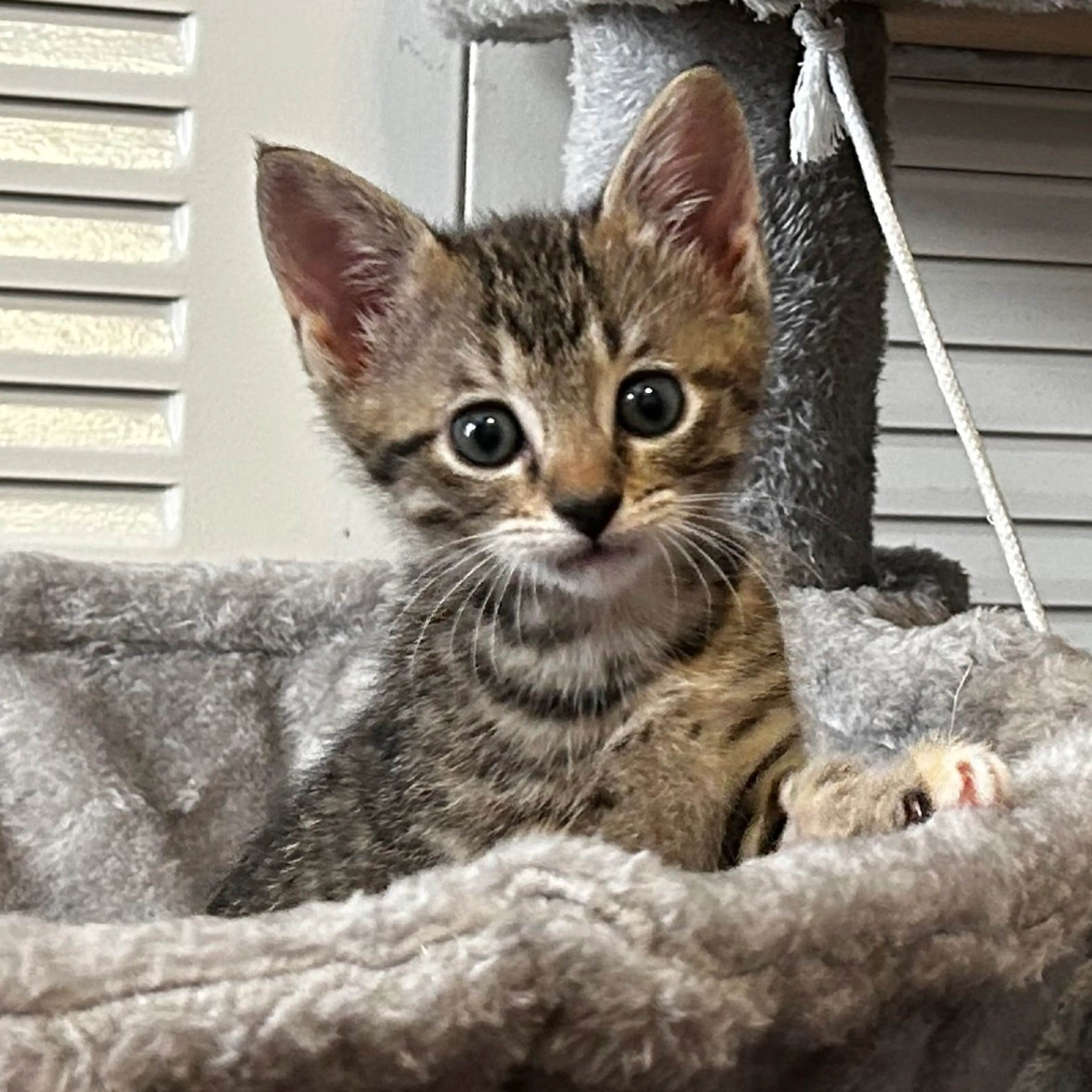Found pet-1