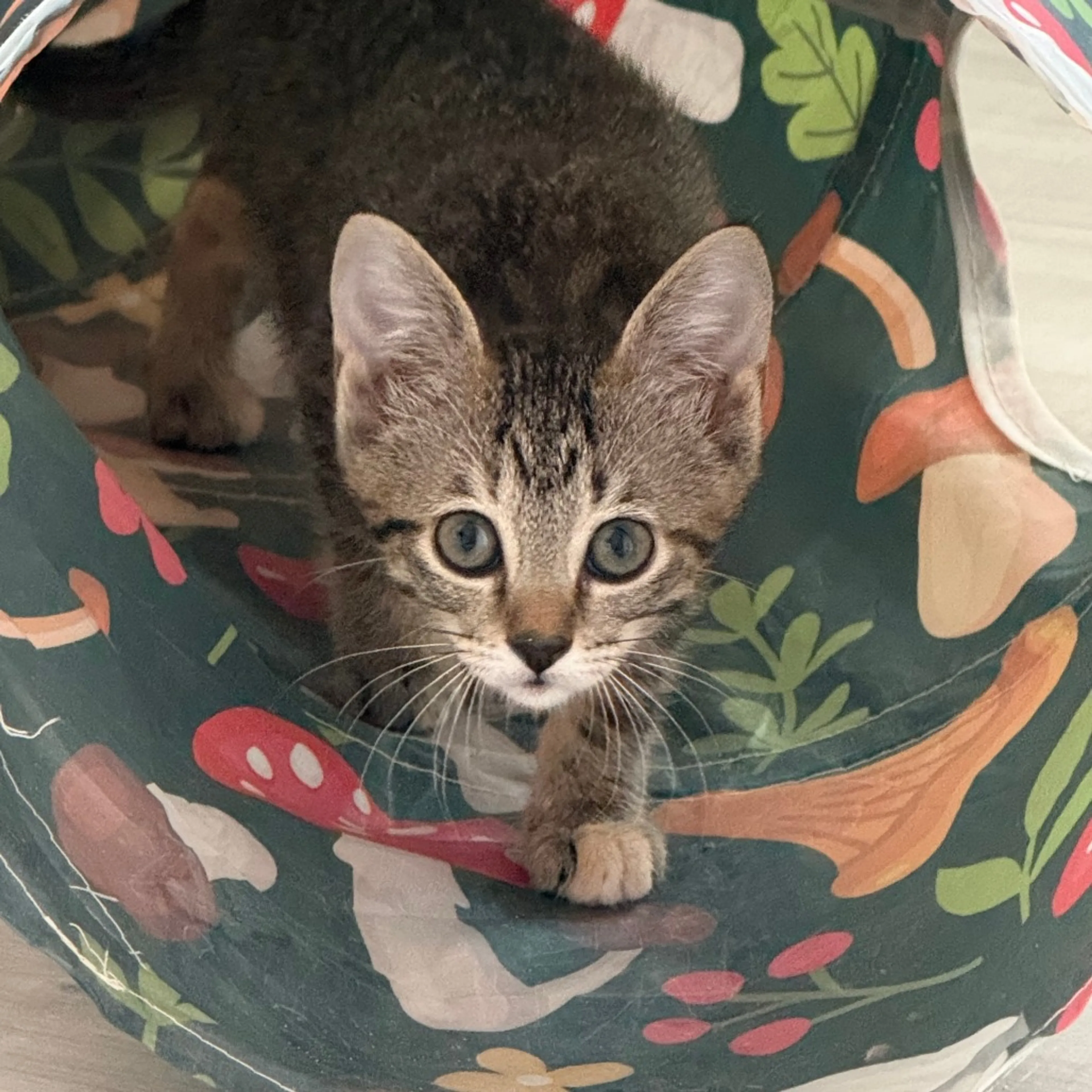 Found pet-0