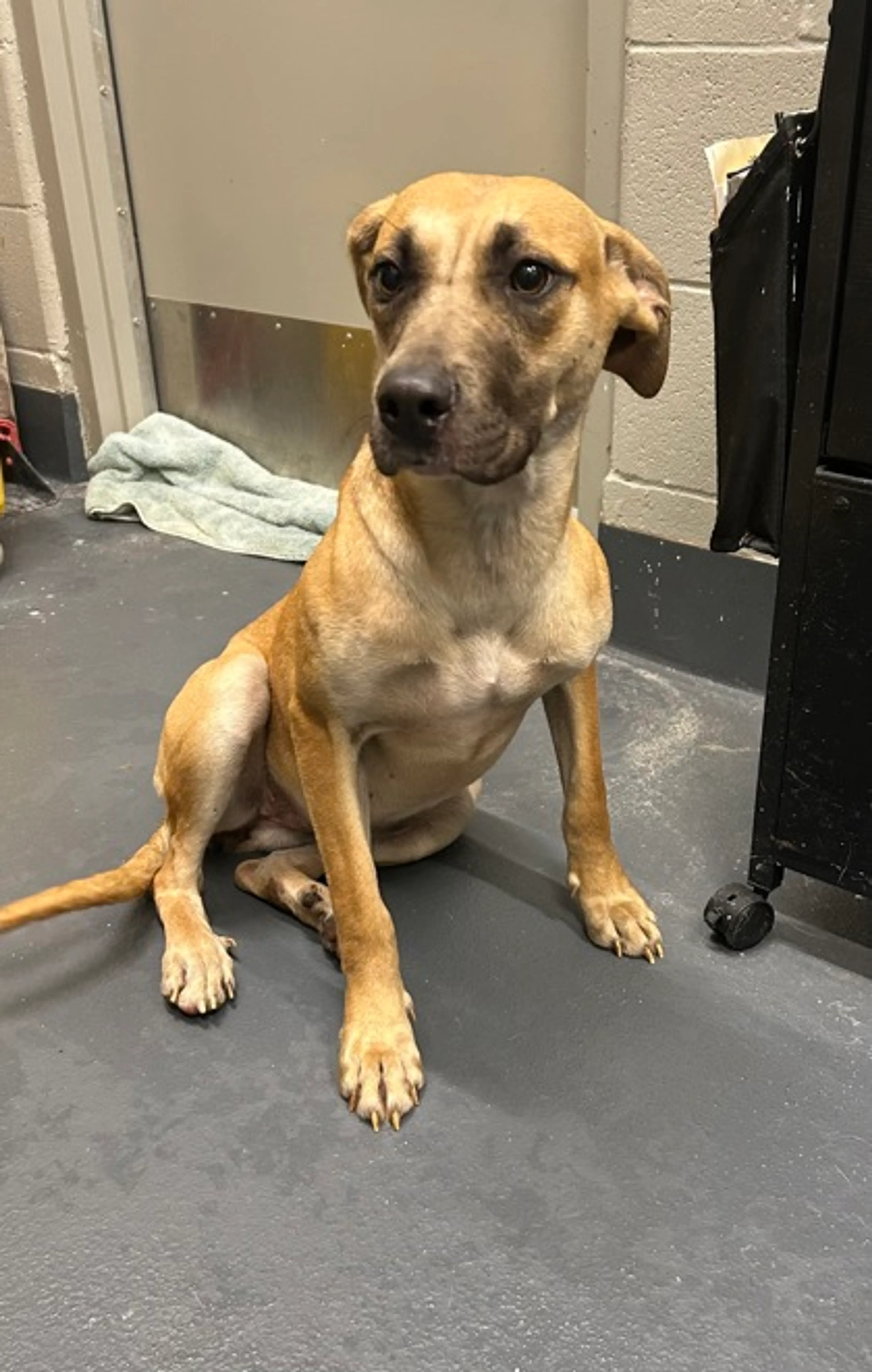 Found pet