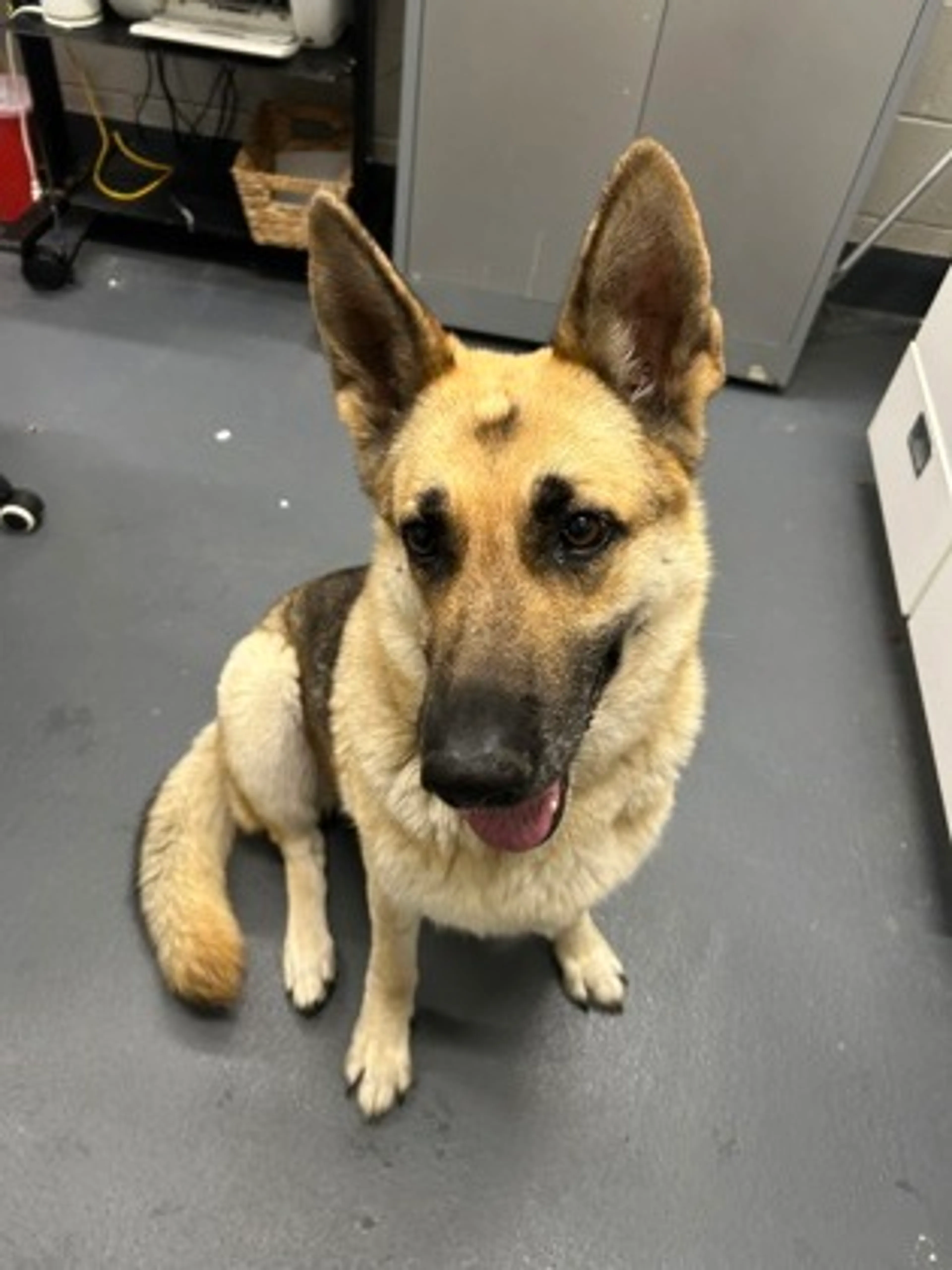 Found pet