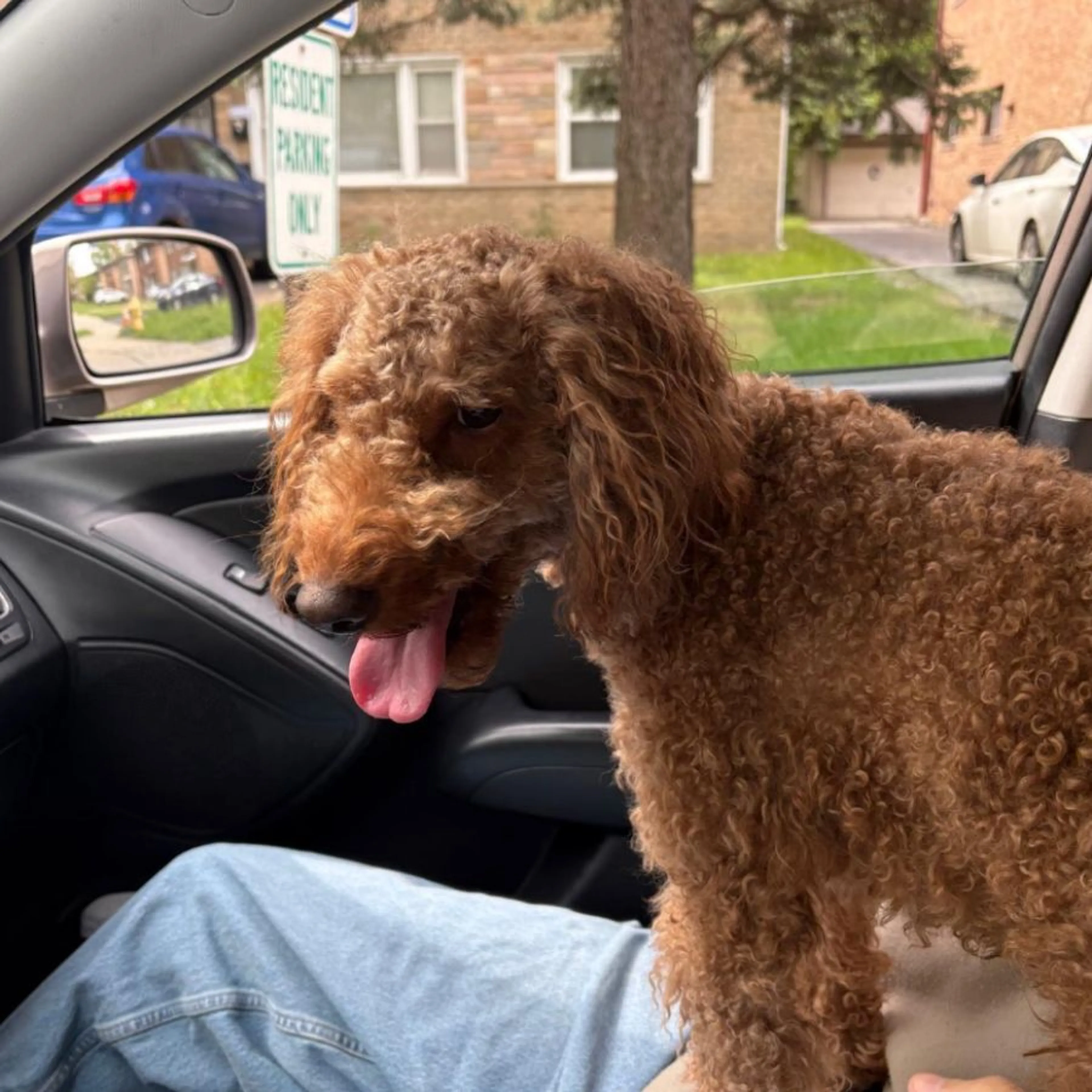 Found pet