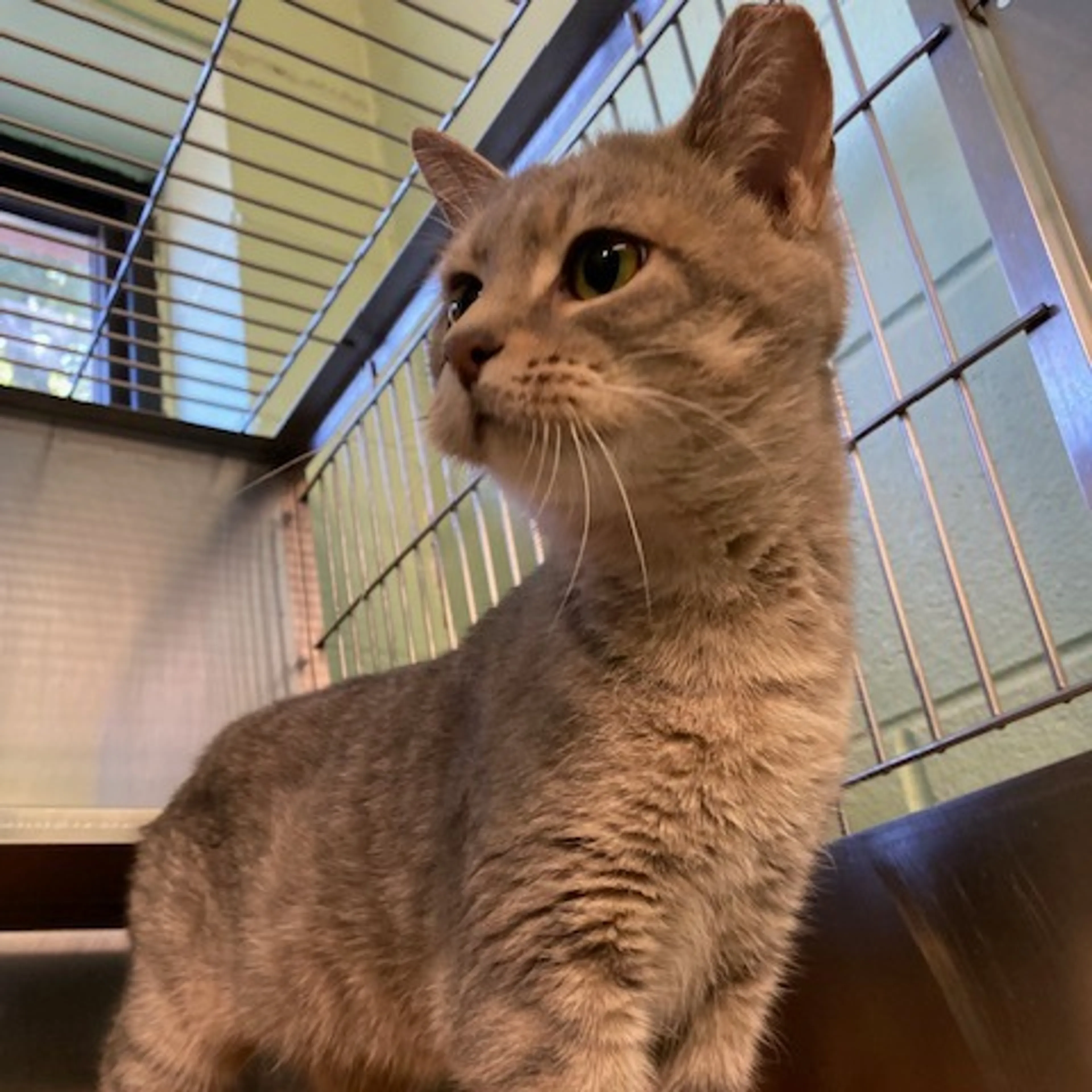 Found pet-1