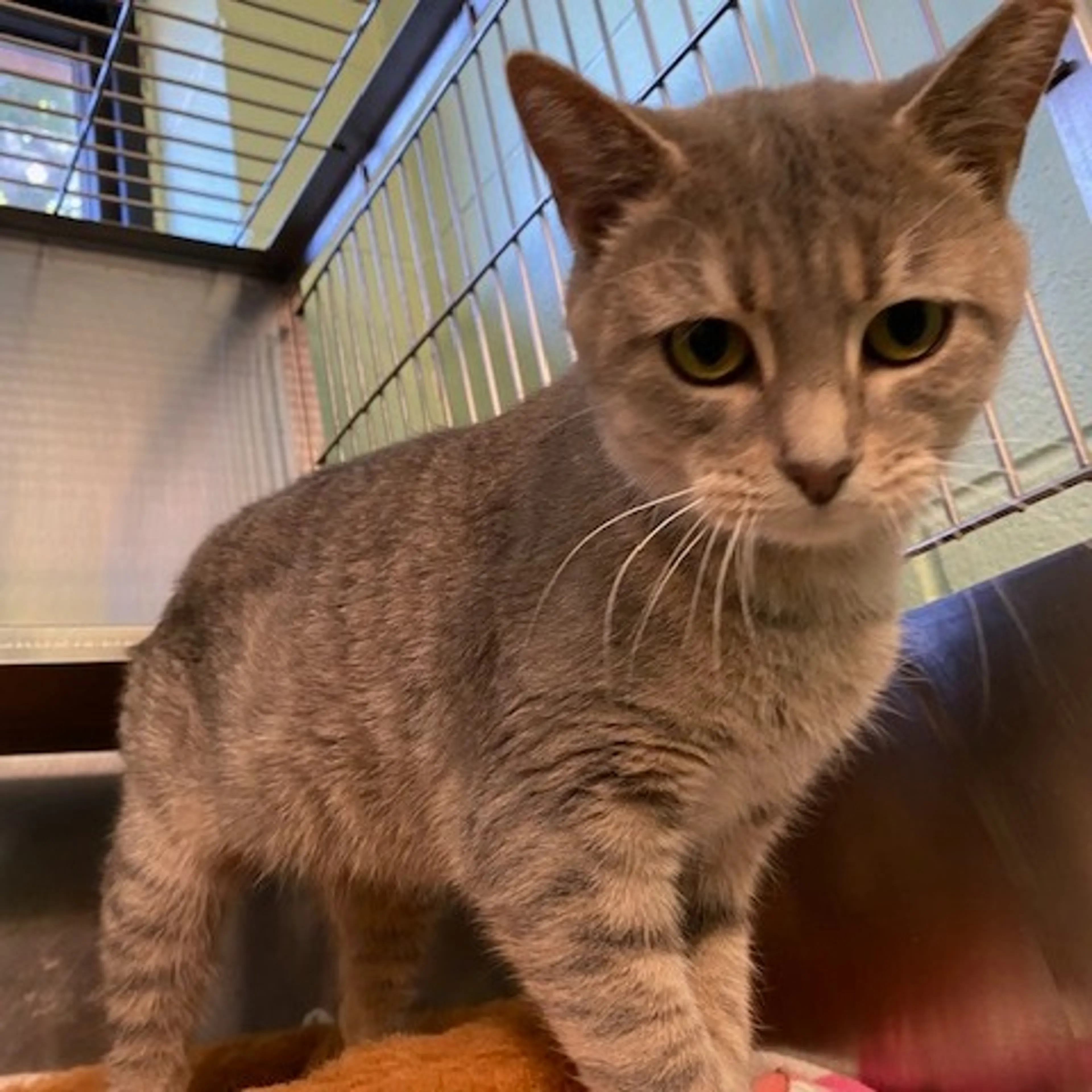 Found pet-2